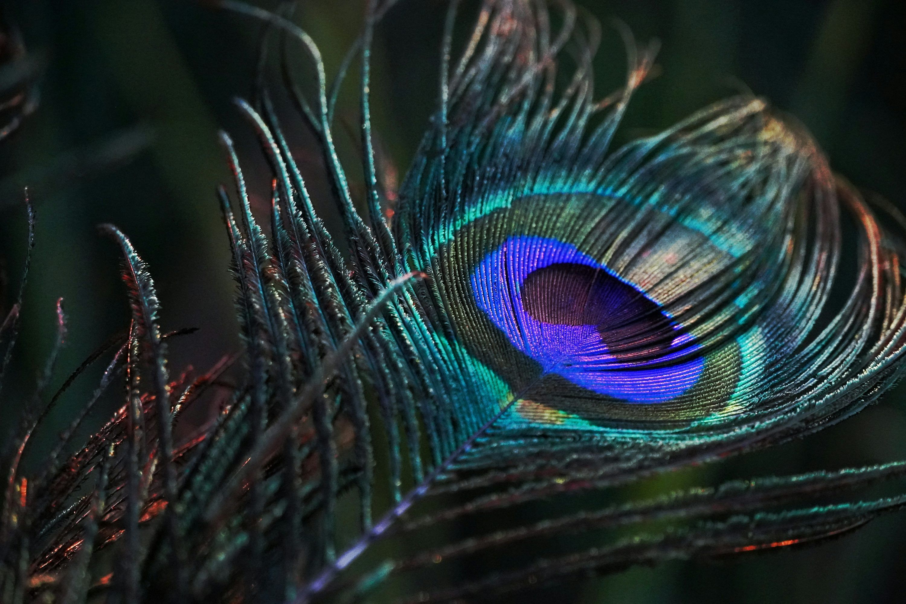 3000x2000 Peacock feather in close up photography photo