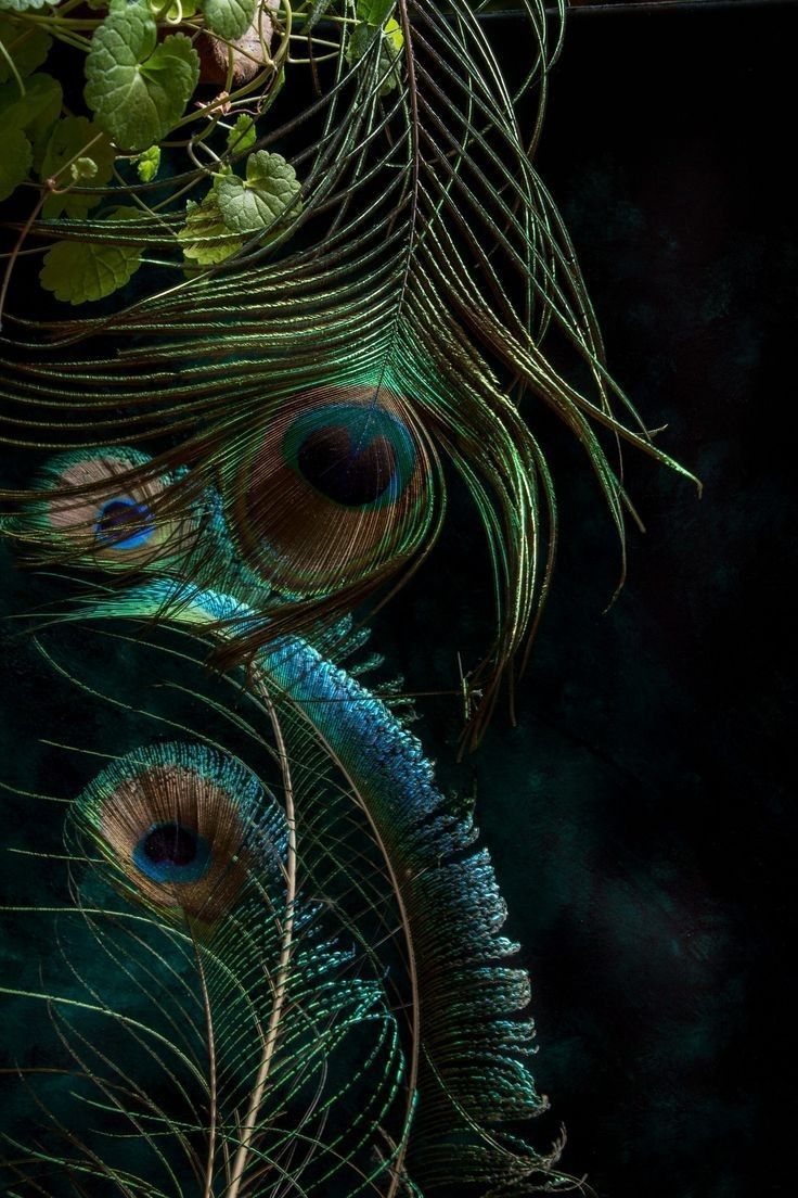 736x1104 Discover 47 Android wallpaper minimalist and pecoke feather wallpaper HD ideas. peacock feathers wallpaper HD 4k, peacock feathers wallpaper hd, 4k peacock feather and more