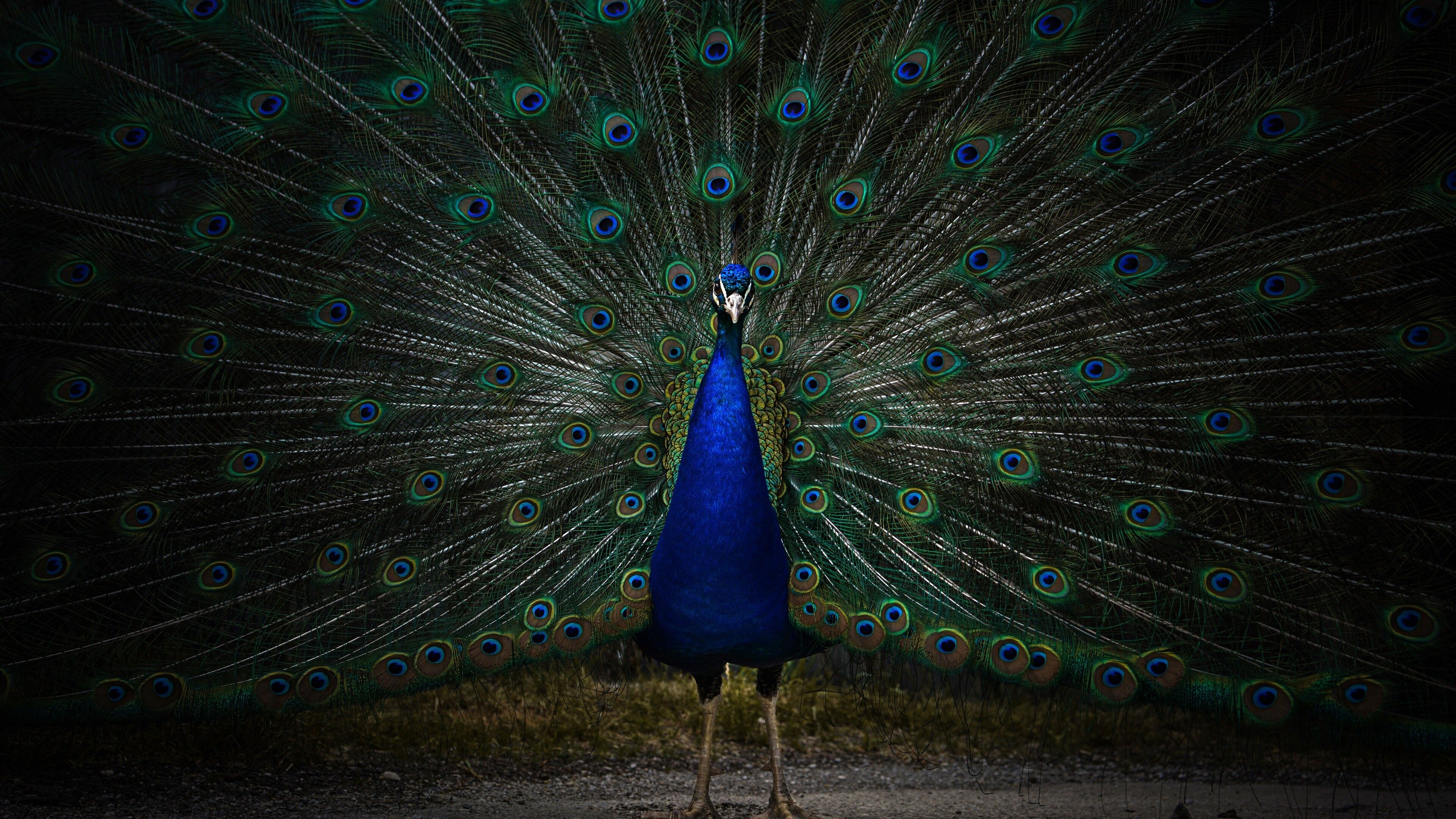 3840x2160 Peacock Wallpaper