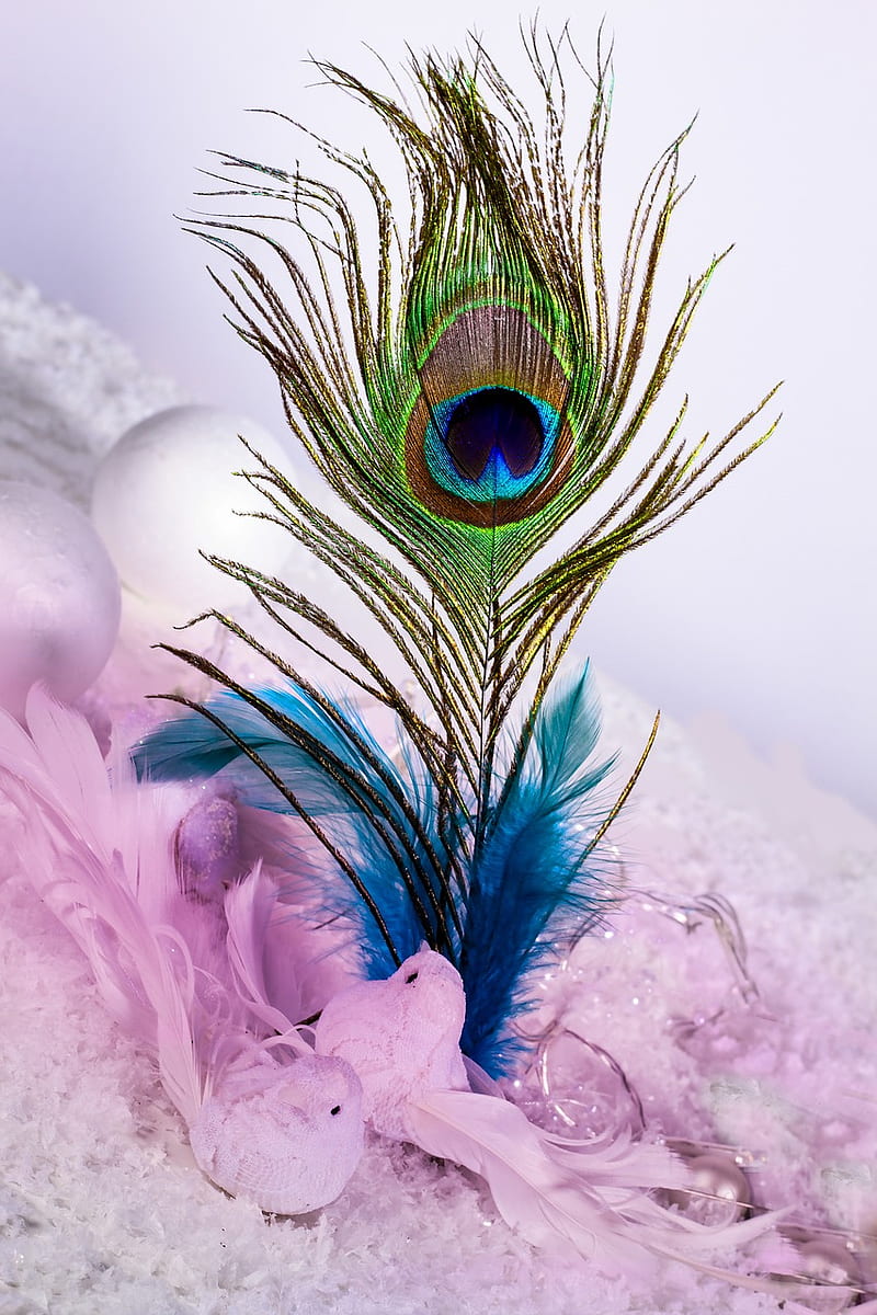 800x1200 Feather, feathers, peacock, pen, HD phone wallpaper