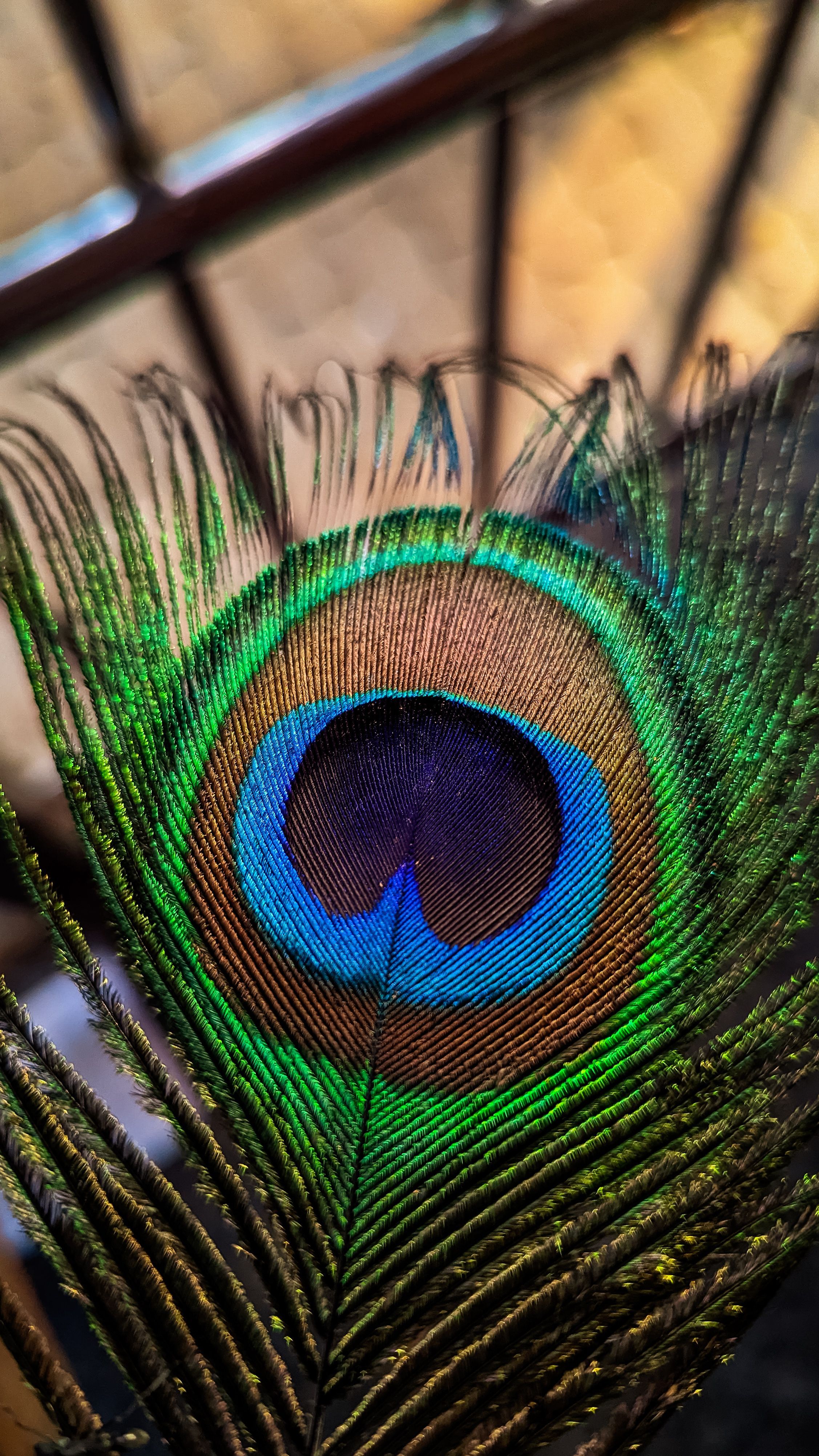 2254x4008 Beauty Peacock Feather · Free