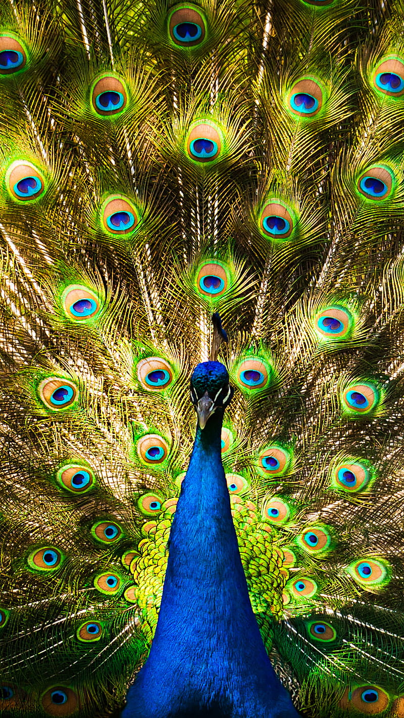 800x1422 Peacock, animal, bird, HD phone wallpaper