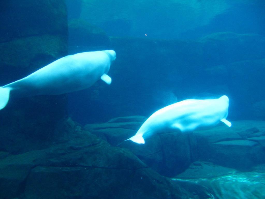 1024x768 Beluga Whale Wallpaper FREE for Android