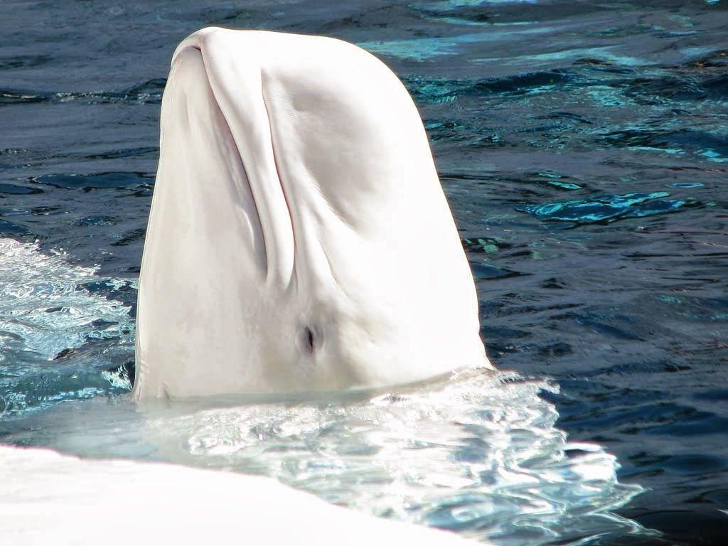 1024x768 Top HD Wallpaper: Beluga Whale Wallpaper