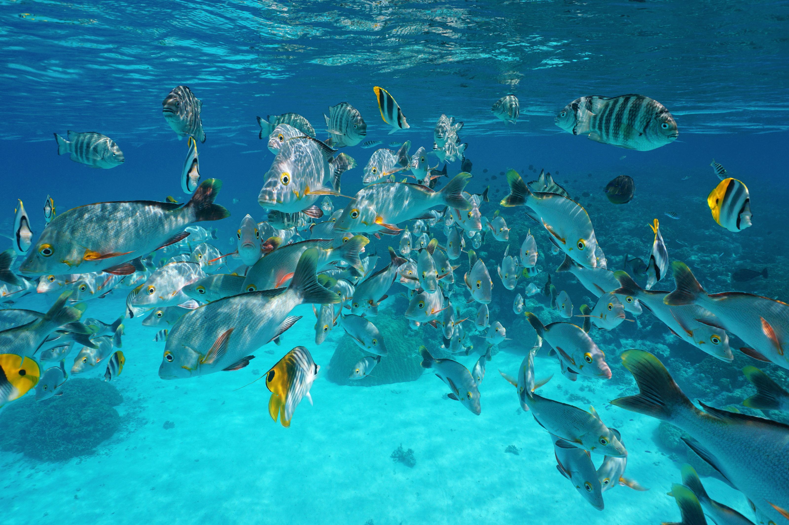 3200x2133 Tropical Fish Underwater Mural Your Way