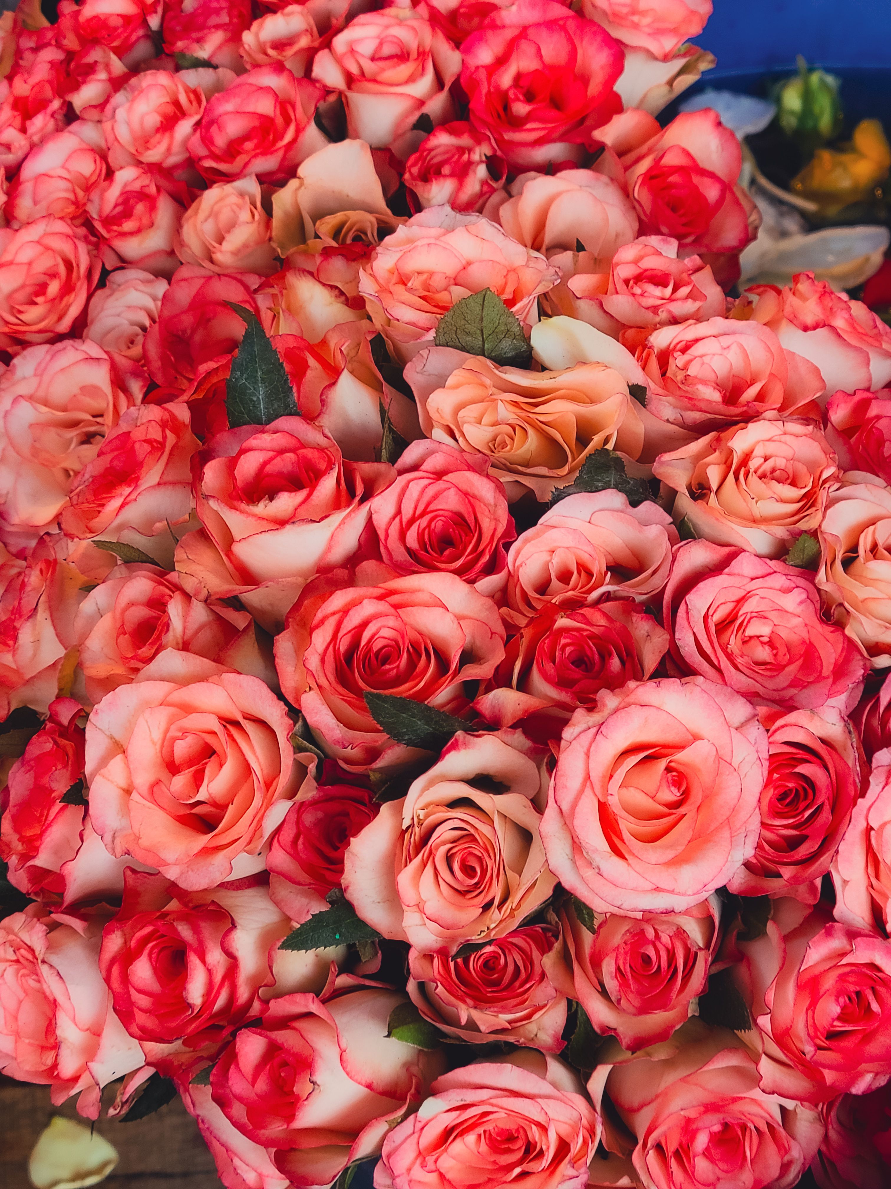 3024x4032 Bunch Of Roses Photo, Download The BEST Free Bunch Of Roses & HD Image