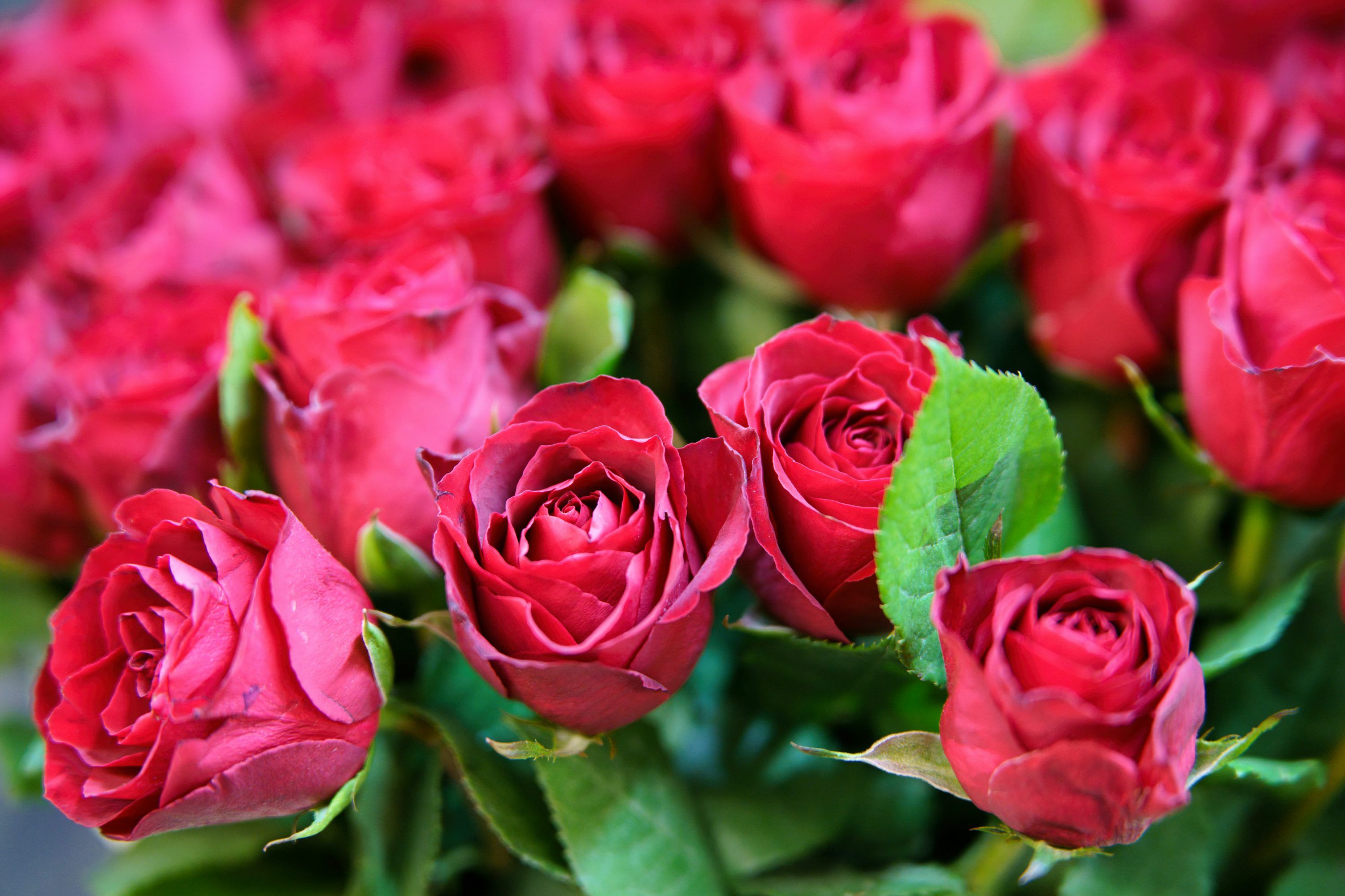 3000x2000 A bunch of red roses in a vase photo