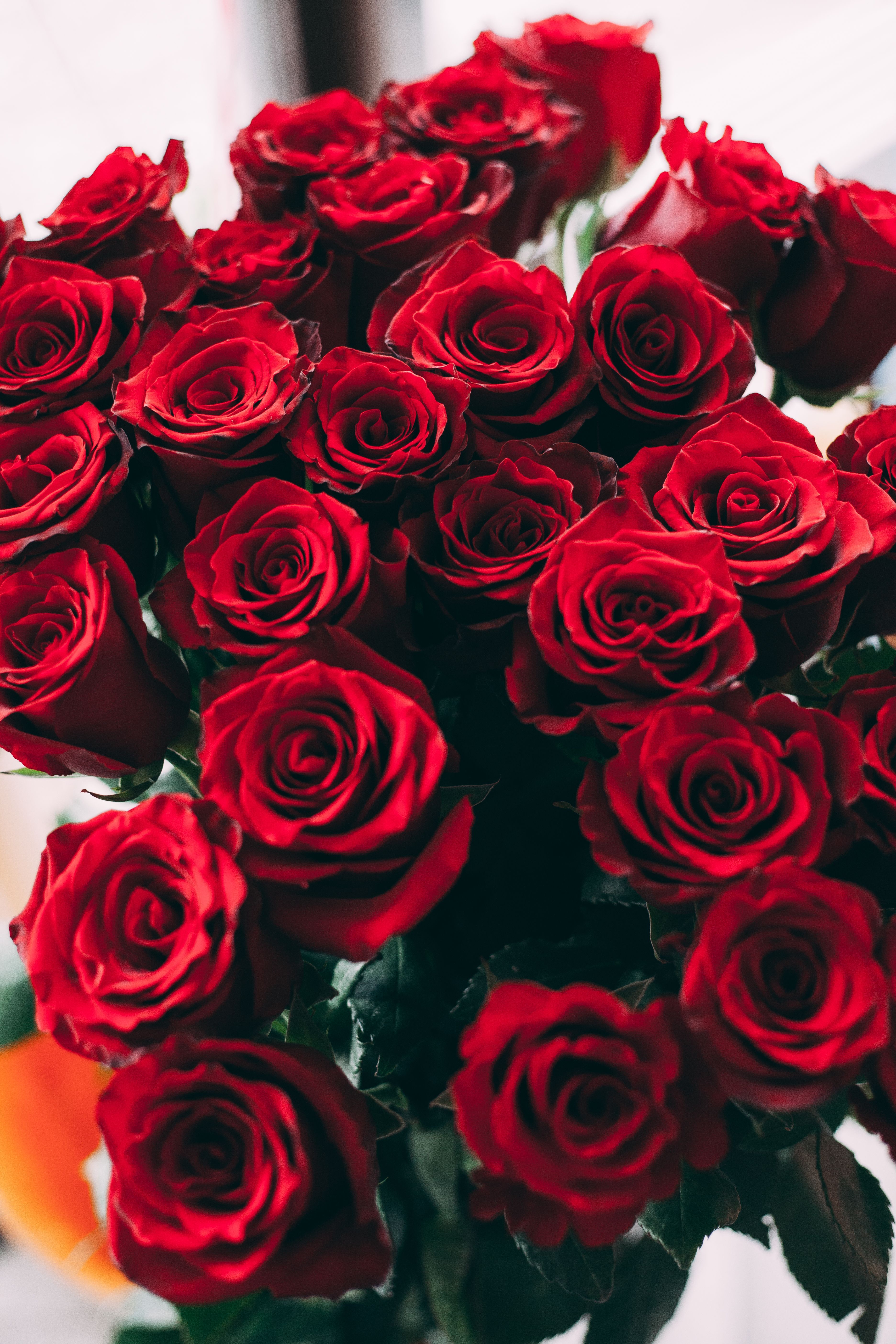 3744x5616 Close Up Shot Of Red Roses · Free