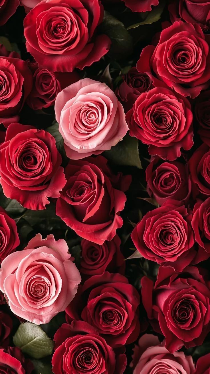736x1308 Pink and red rose background wallpaper iphone. Red flowers background, Rose bouquet background, Beautiful red roses