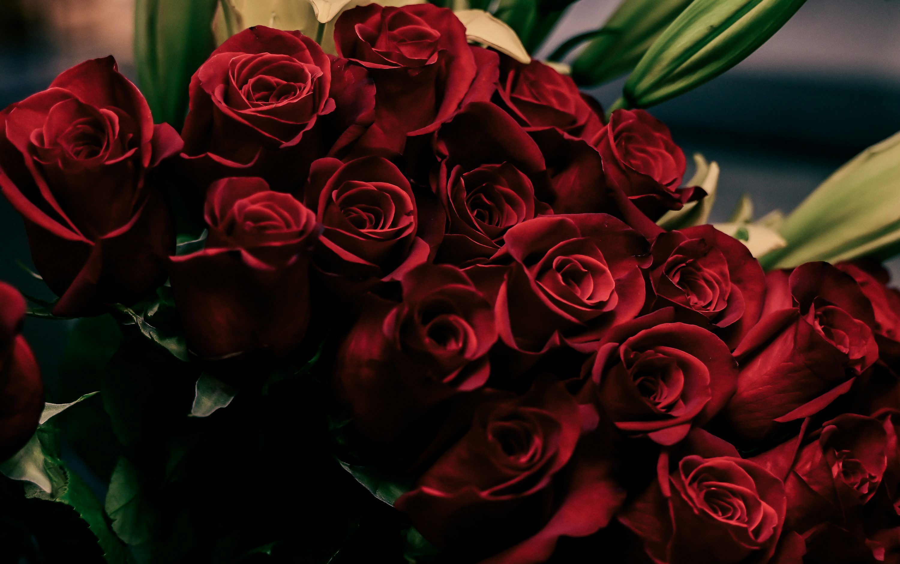 3000x1881 A bouquet of red roses with green leaves photo