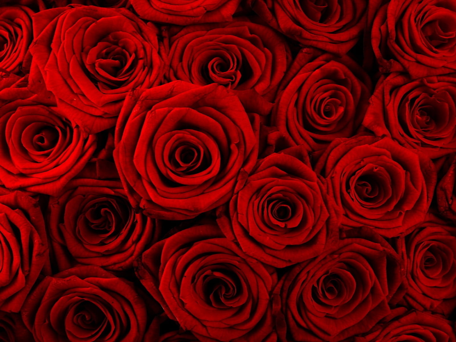 1600x1200 Bunch of red roses digital wallpaper HD wallpaper