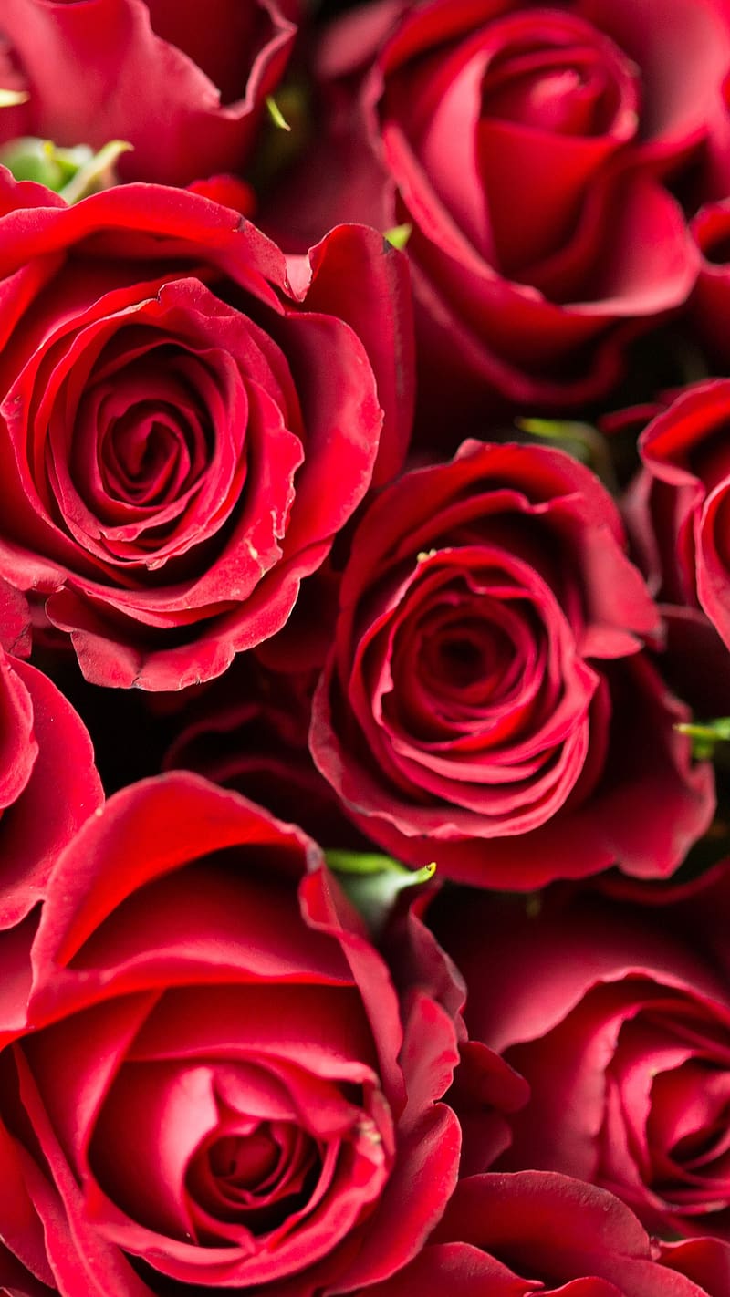 800x1422 Bunch Of Red Rose Flower, red rose flower, bunch, red, flowers, HD phone wallpaper
