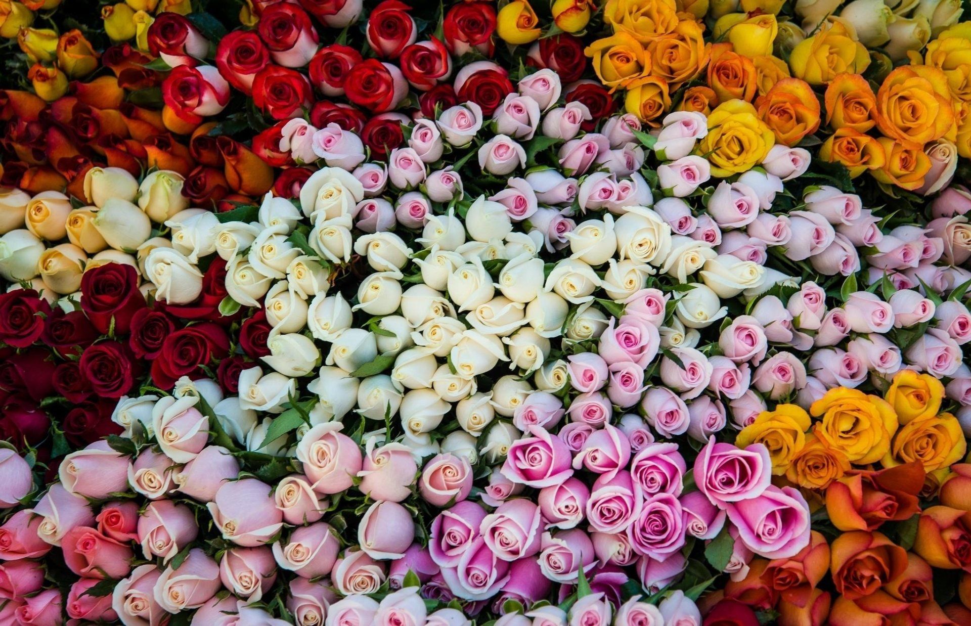 1920x1238 Colorburst Rose Bouquet