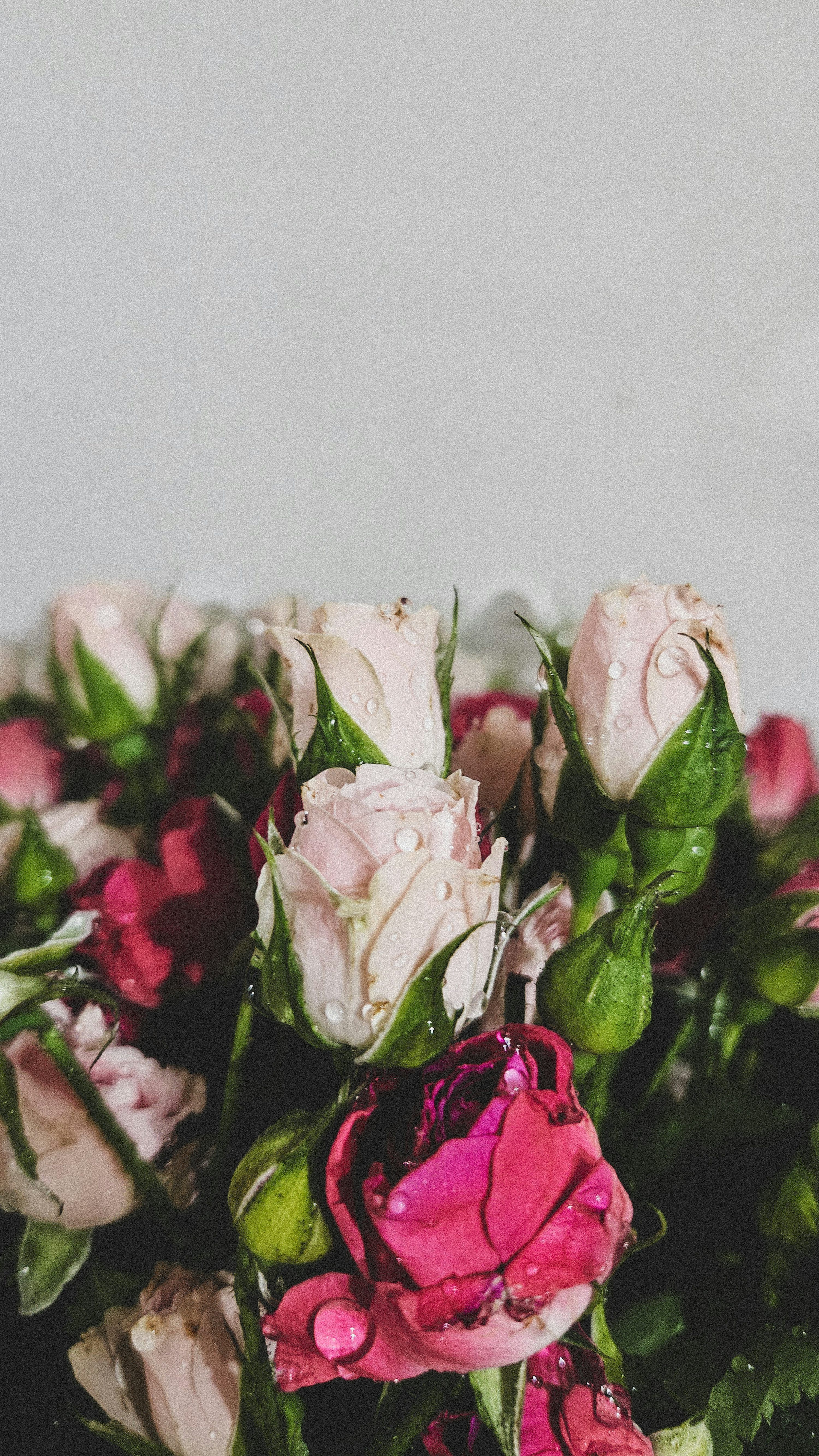 3000x5329 A bouquet of pink and red roses with water droplets photo