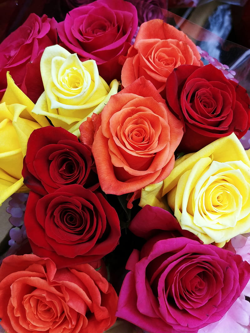 800x1067 Colorful Roses, flower, flowers, love, red, red roses, rose, rose bouquet, HD phone wallpaper