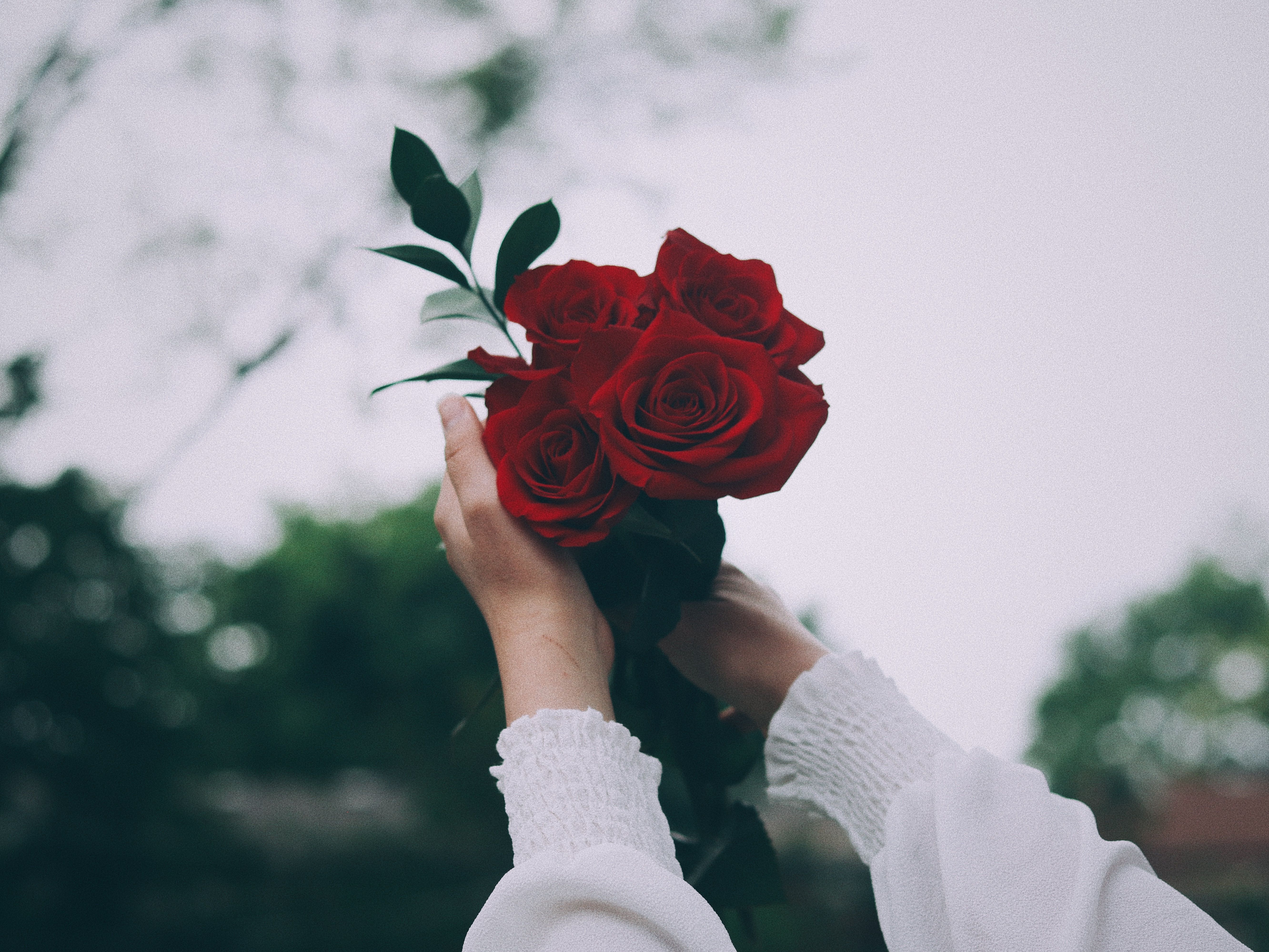 5328x4000 Close Up Of Woman Holding A Bunch Of Red Roses · Free