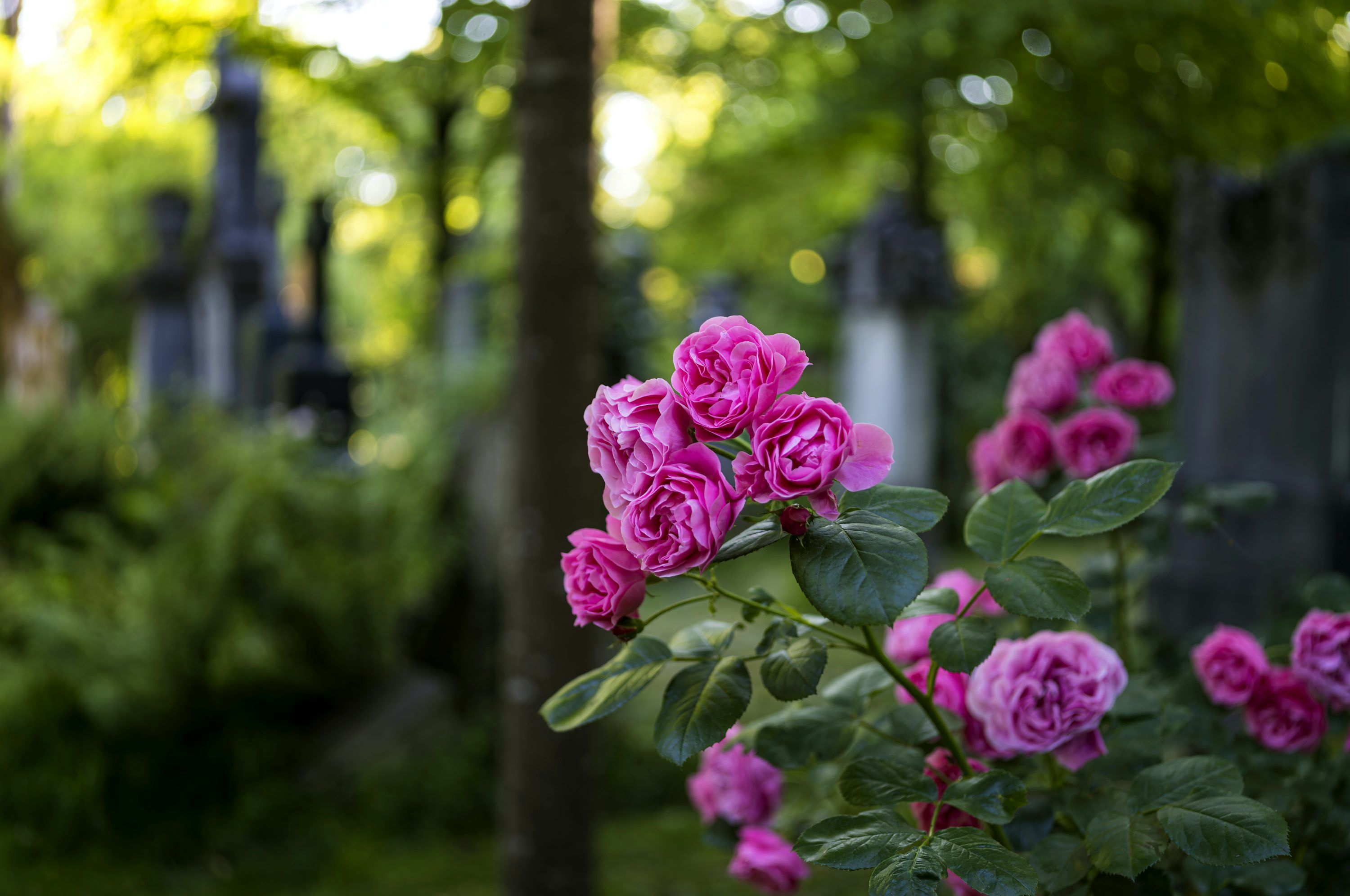 3000x1992 A bunch of pink roses in a garden photo