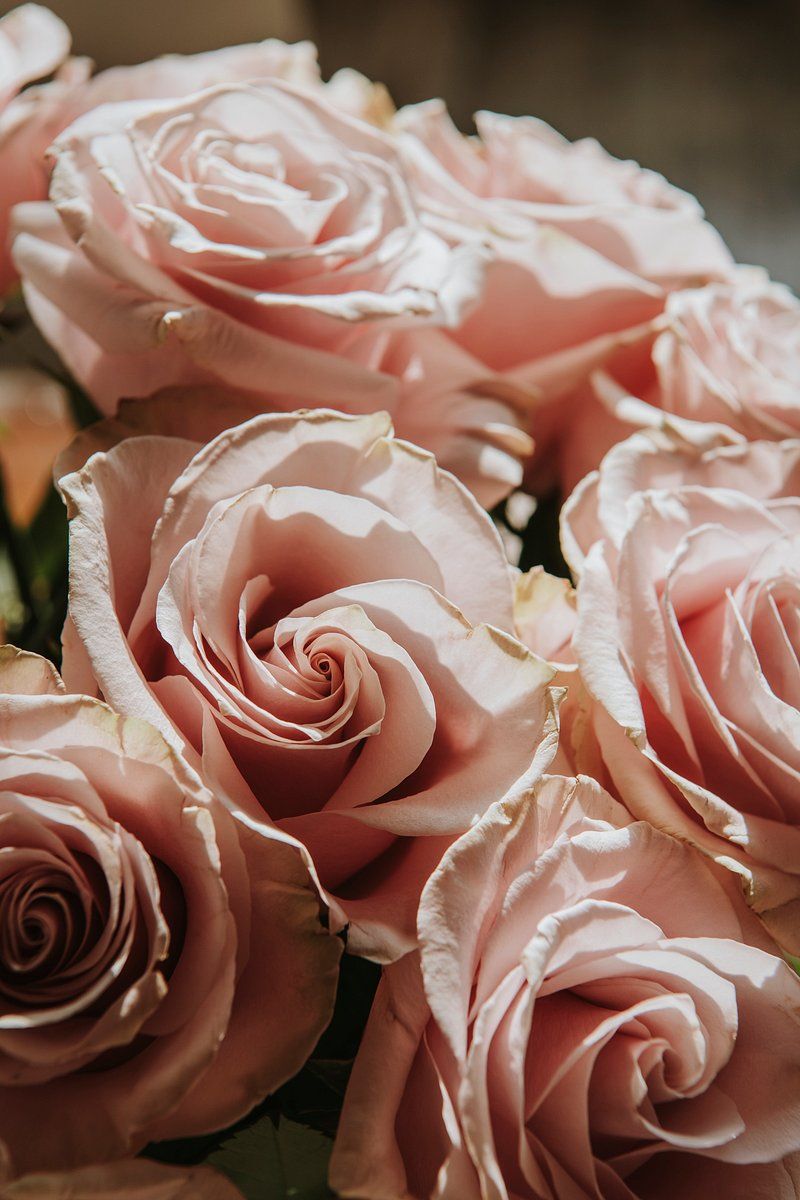 800x1200 Pink Rose Image. Free HD Background, PNGs, Vector Graphics, Illustrations & Templates