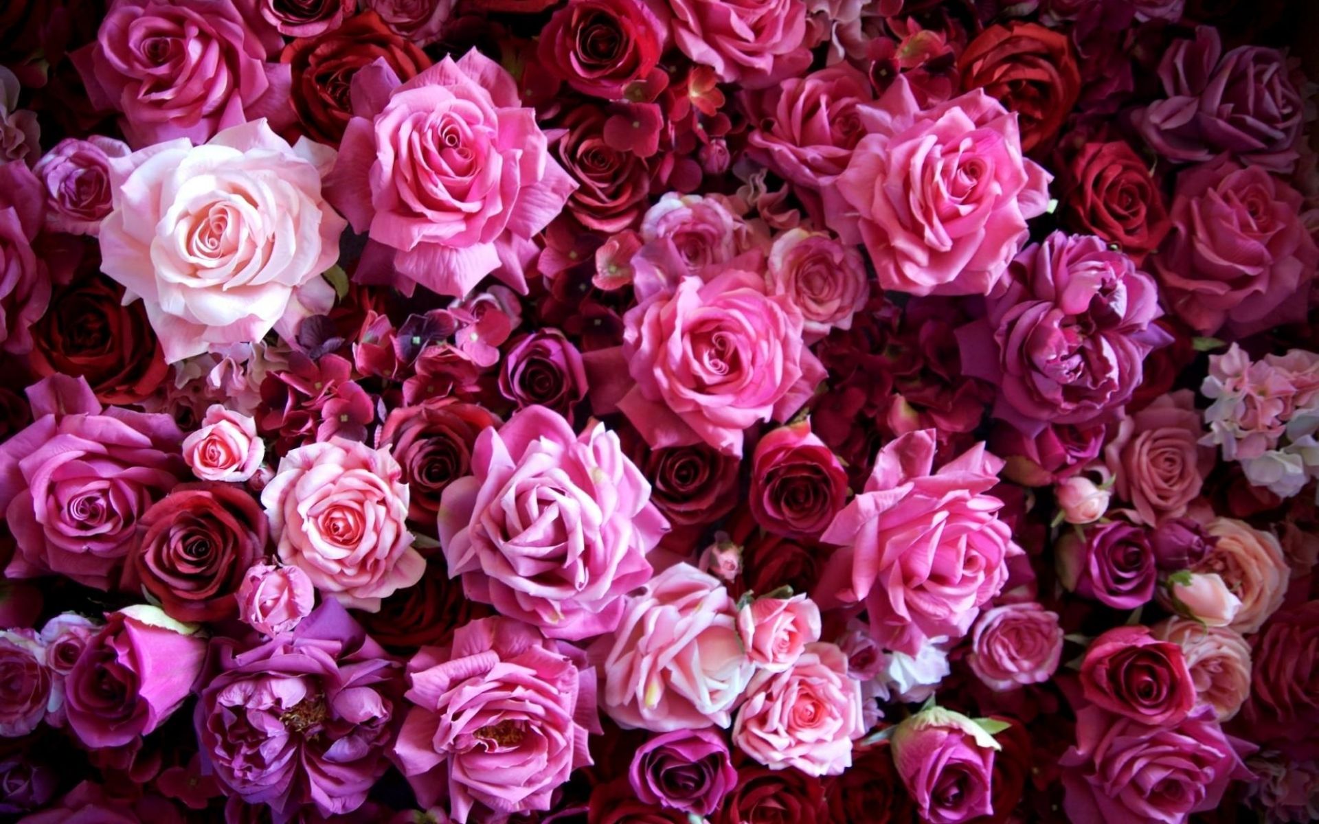 1920x1200 Wallpaper Pink and White Rose Bouquet, Background Free Image