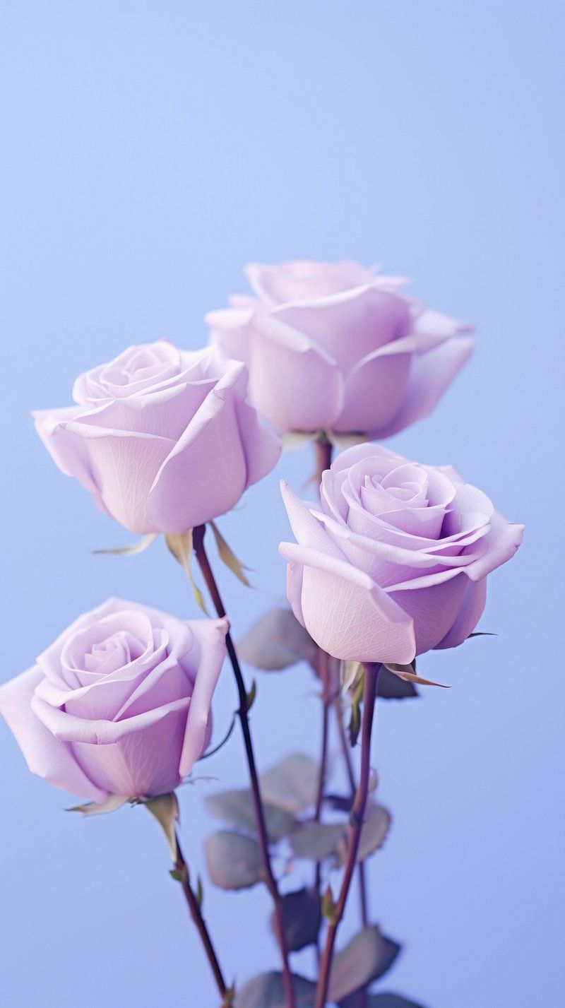 800x1427 Rose Wallpaper Phone Wallpaper