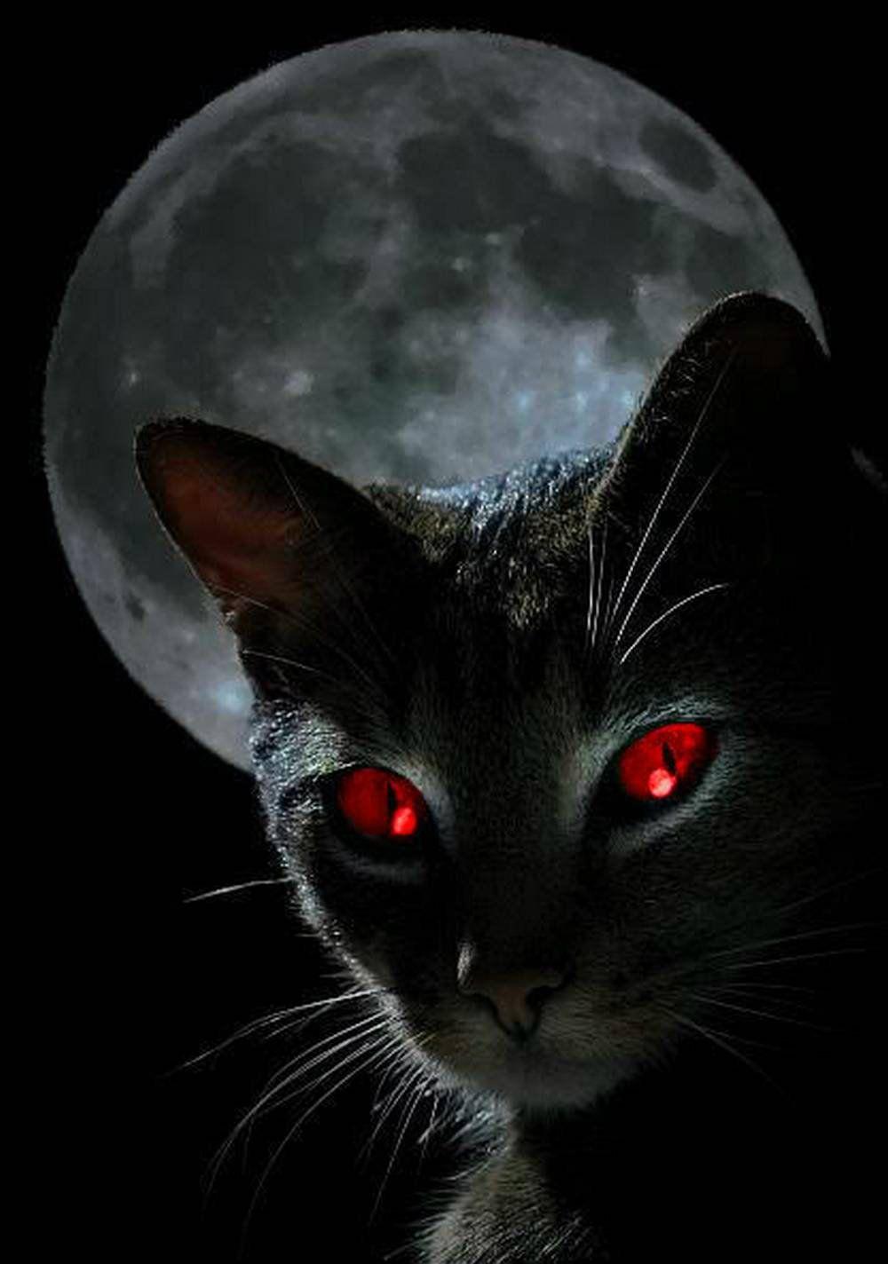 1000x1424 Creepy Cat Wallpaper