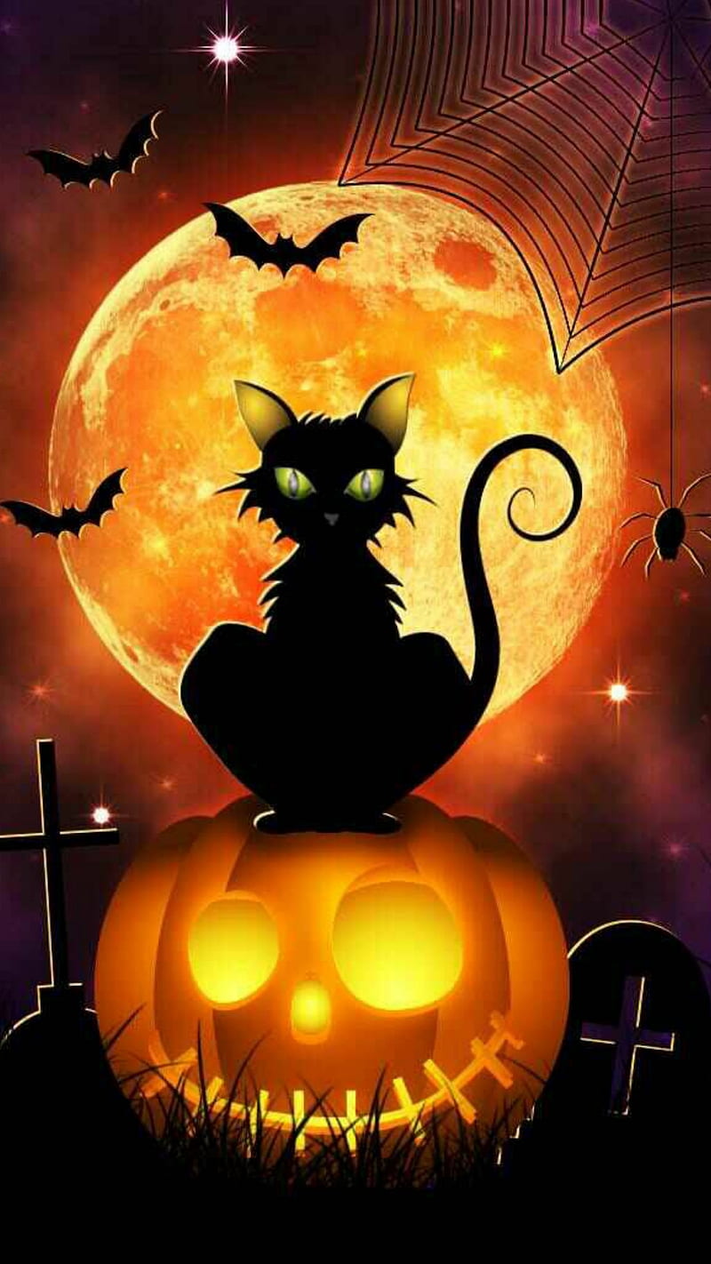 800x1422 Halloween Cat, black cat, boo, scary, spooky, HD phone wallpaper