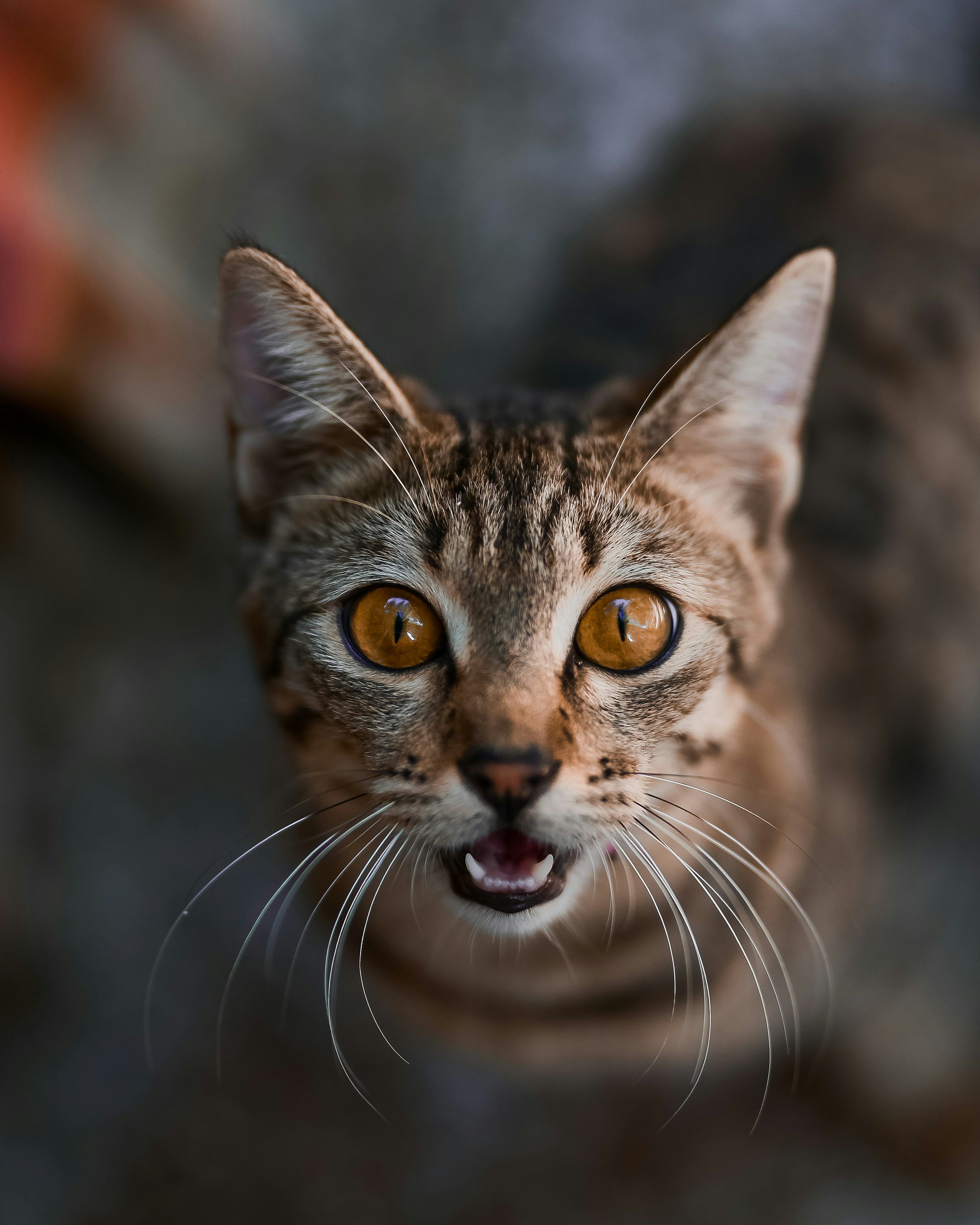 3000x3749 Scary Cat Picture. Download Free Image