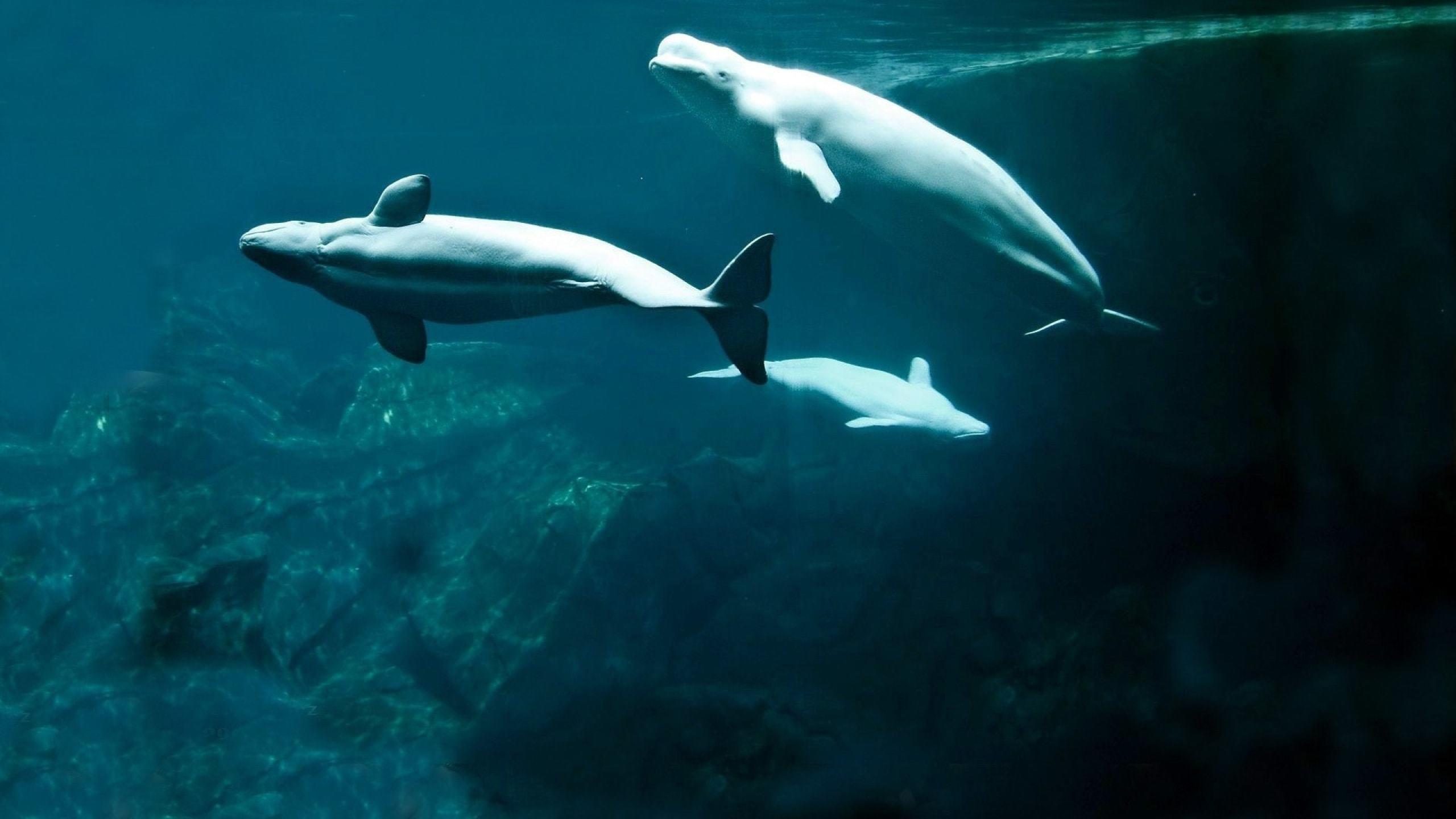 2560x1440 Beluga Whale Wallpaper