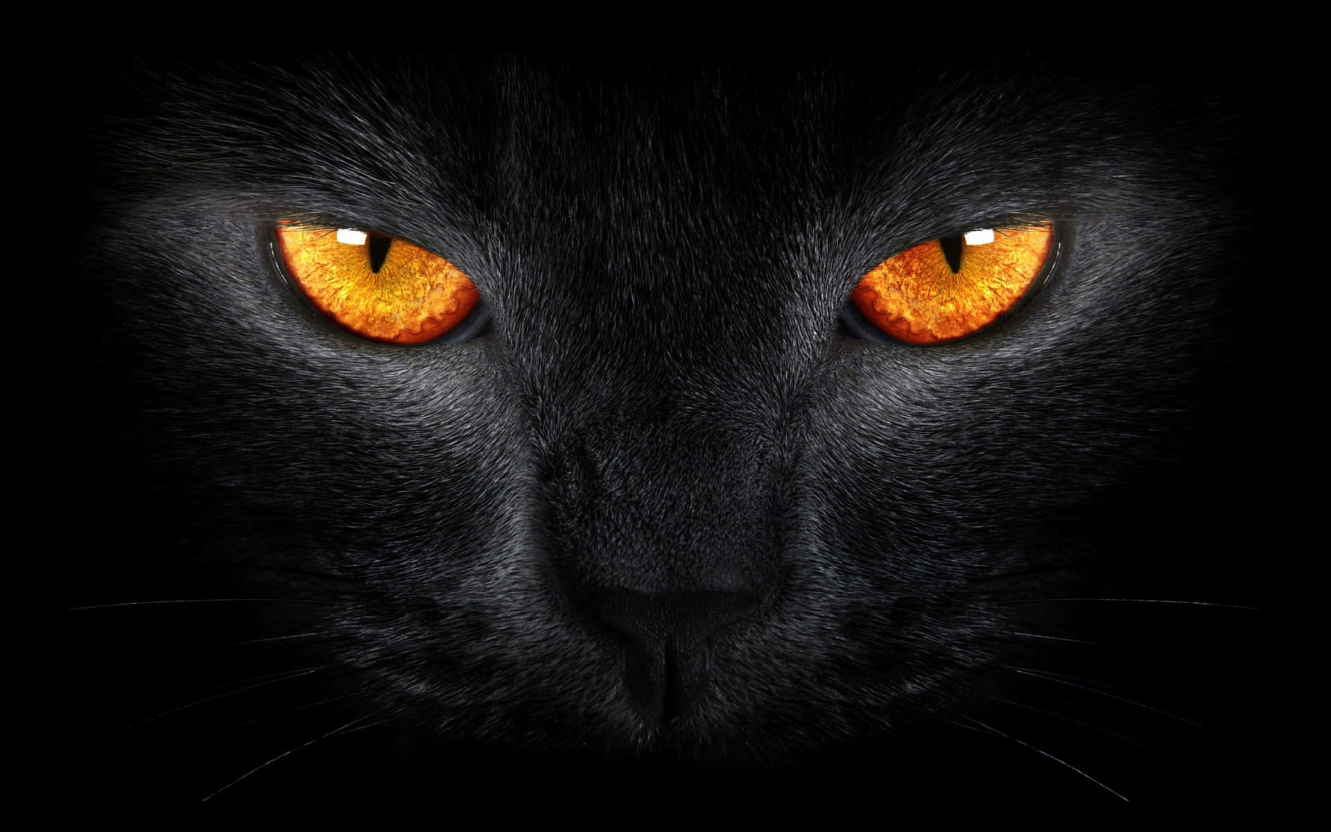1920x1200 Beware Of Cartoon Cat's Not To Be Underestimated Wallpaper