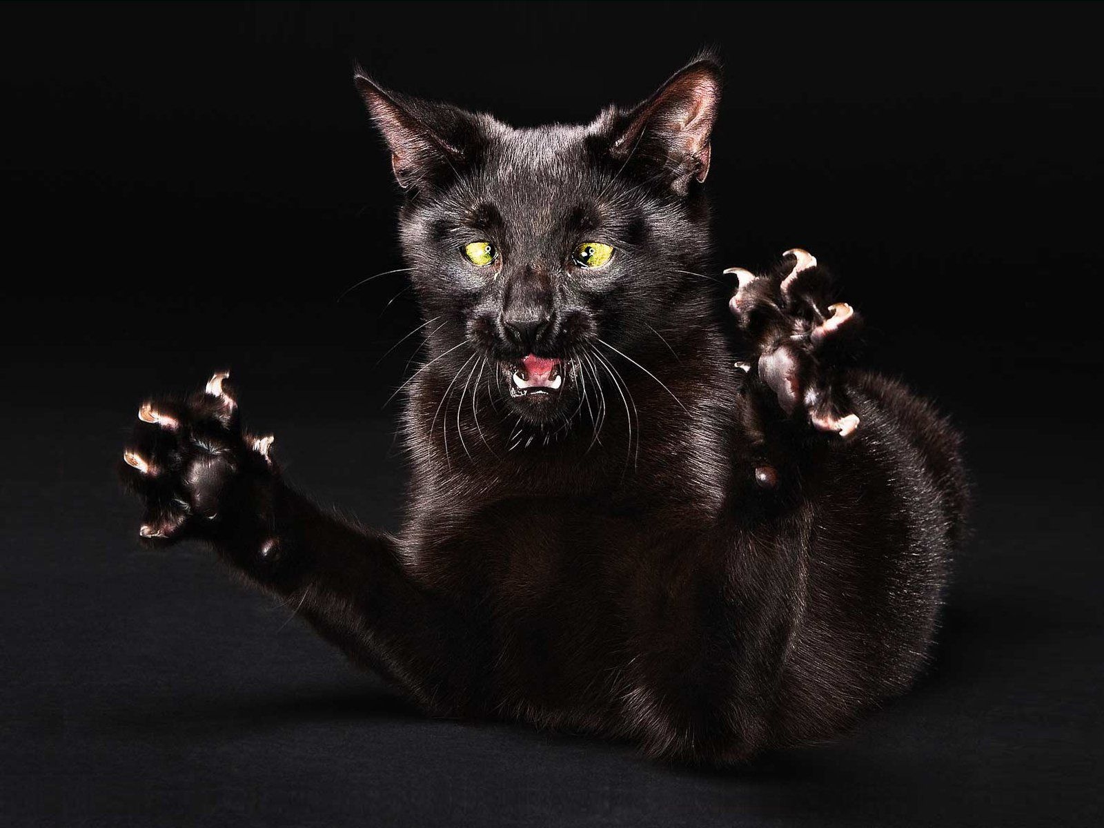 1600x1200 Download Animal Cat Wallpaperx1200