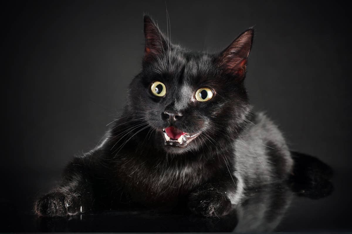 1200x800 Black Cat's Funny Way of 'Annoying' Parents To Get Them Out of Bed Is Priceless