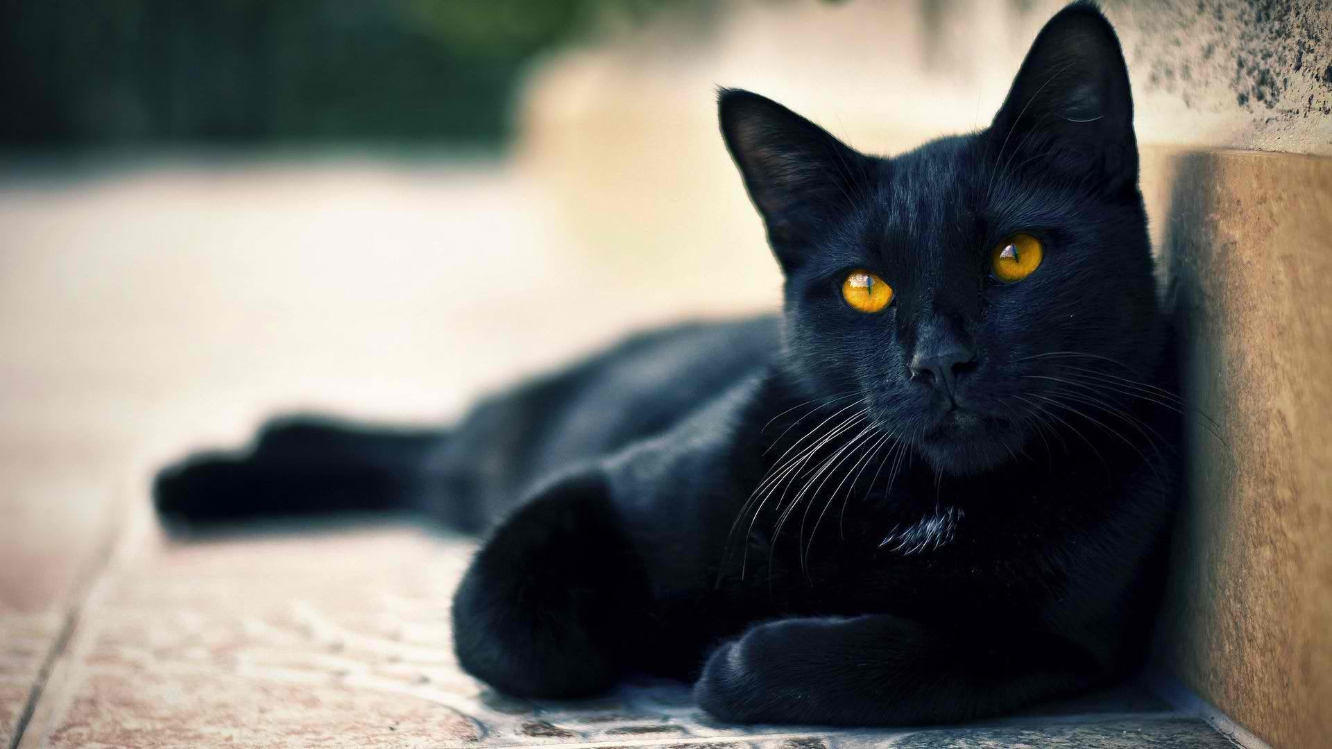 1920x1080 Black cat with Golden Horror Eyes Bombay Cat HD[1920*1080]