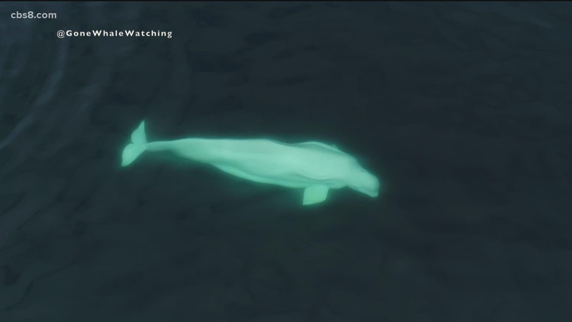 1920x1080 For the first time, beluga whale spotted off coast of San Diego