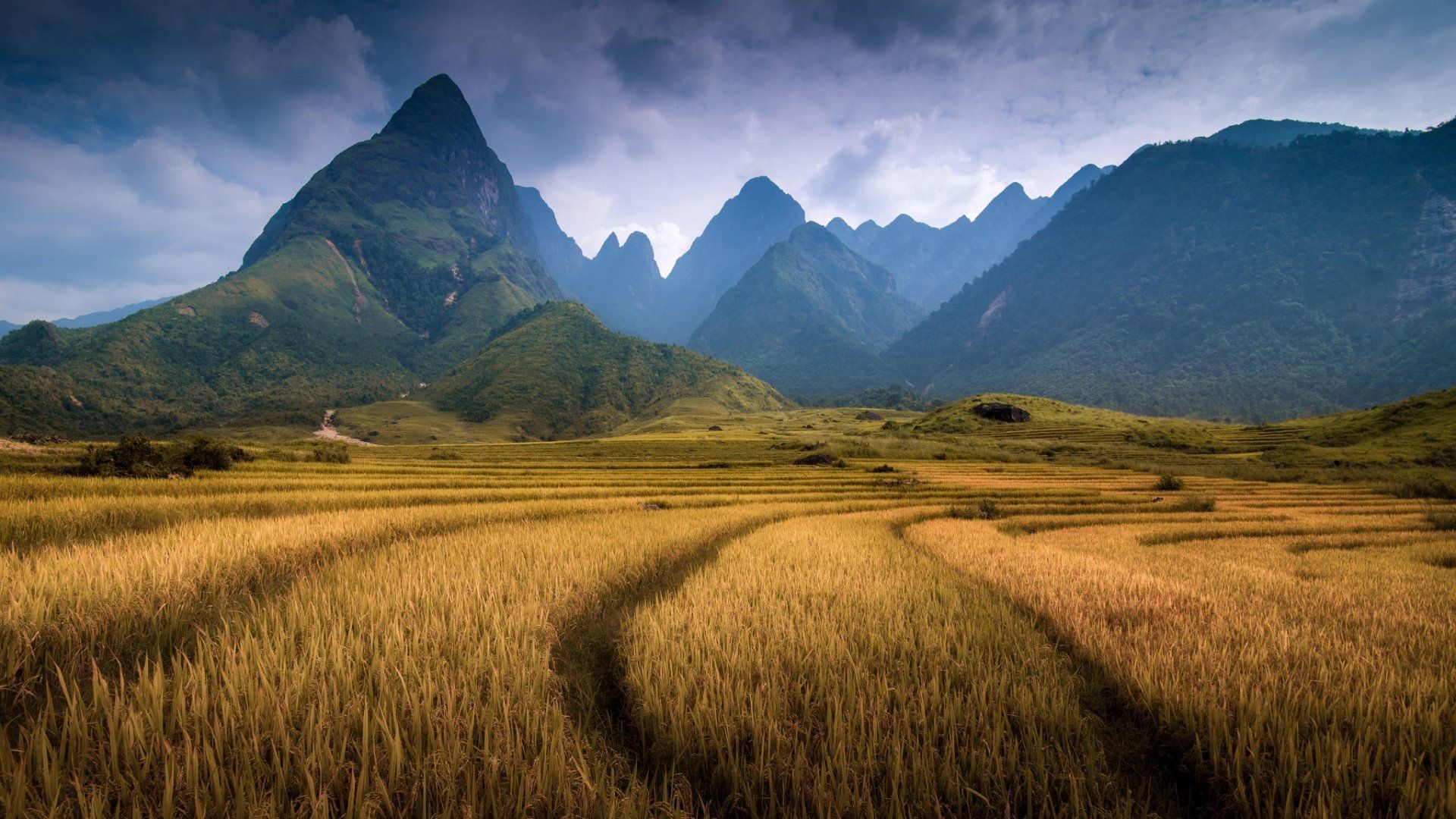 1920x1080 Majestic Mount Fansipan Over Golden Fields of Vietnam HD Wallpaper