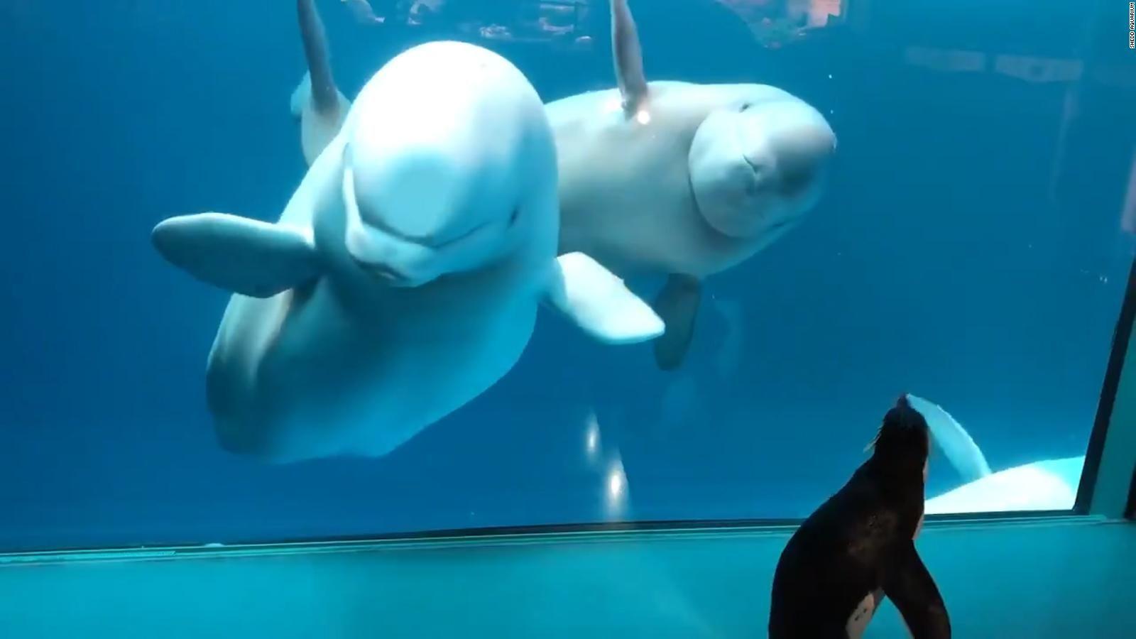1600x900 Watch penguin visit beluga whales in aquarium