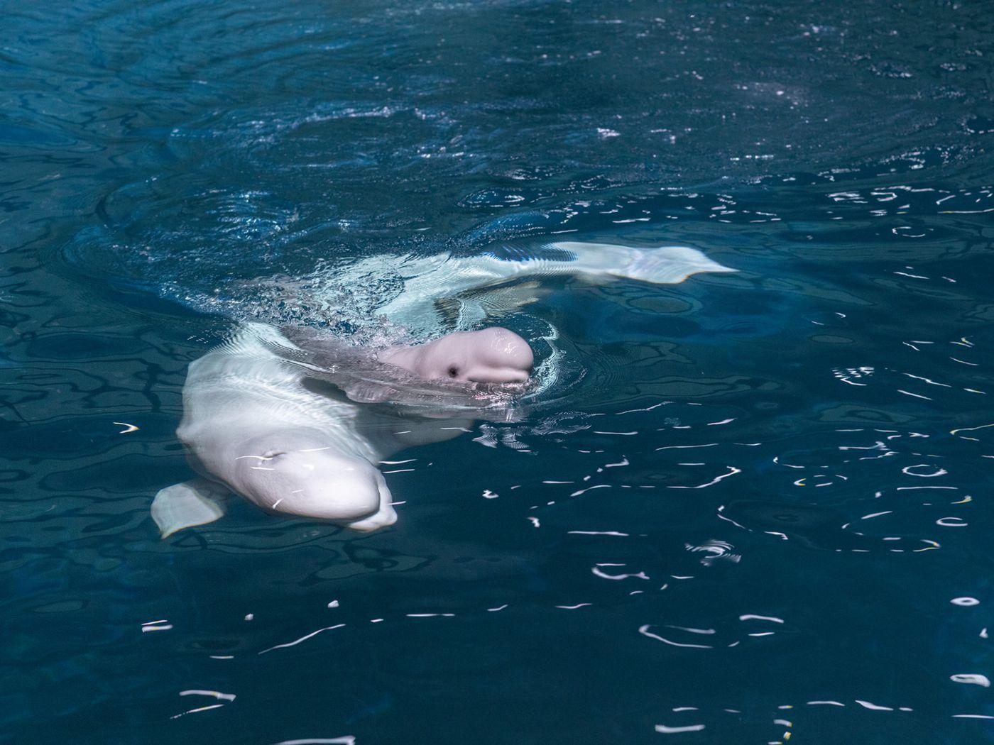 1400x1050 Two Weeks Along, Shedd Aquarium's Male Baby Beluga Whale Doing 'exceptionally Well' Sun Times
