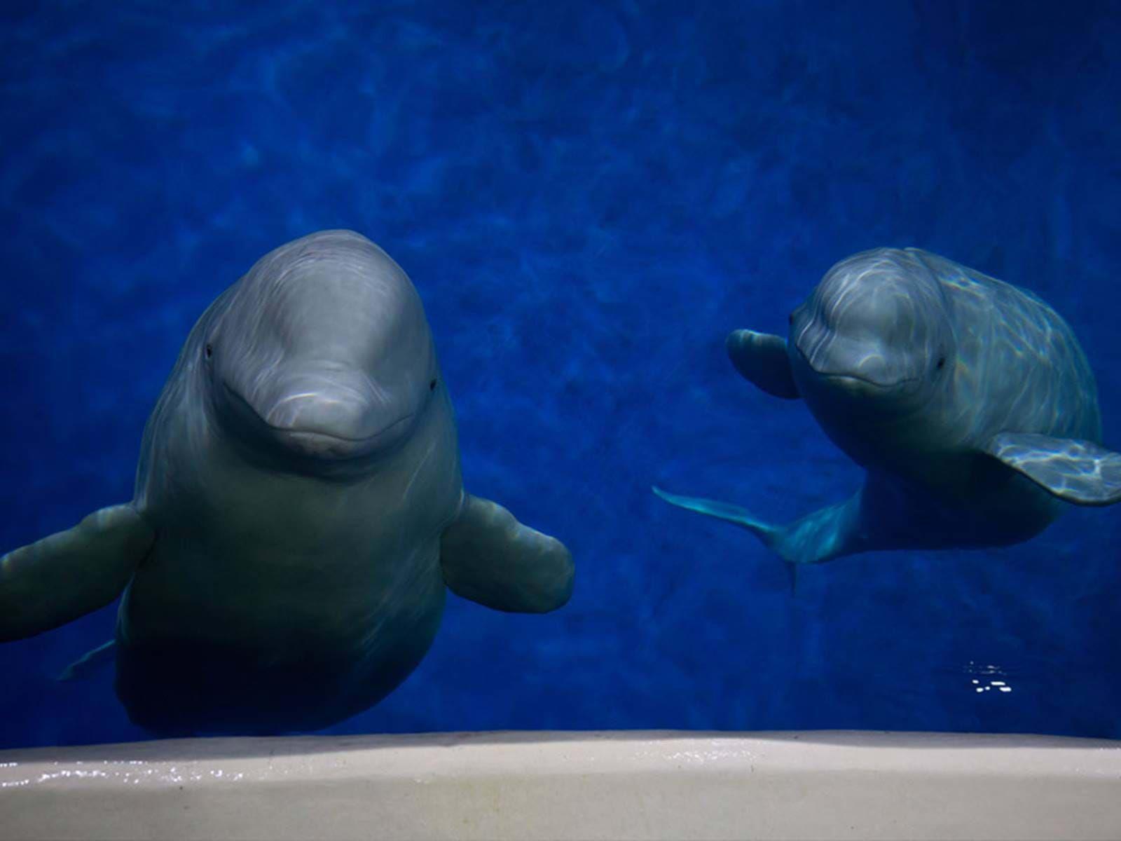 1600x1200 Two Captive Beluga Whales Are Heading To First Of Its Kind Sanctuary In Iceland