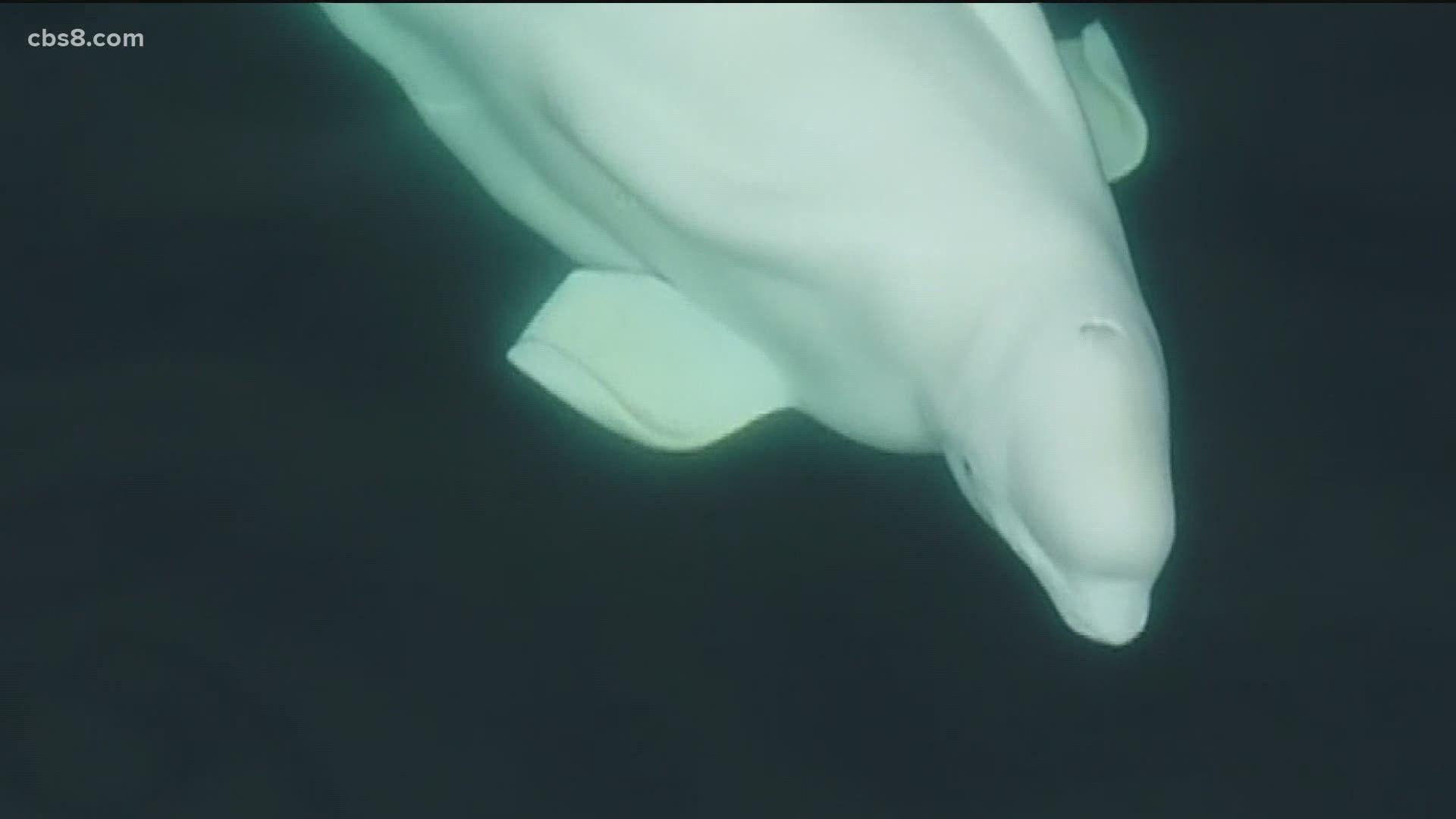 1920x1080 Questions from scientists after wayward beluga whale spotted near Mission Bay