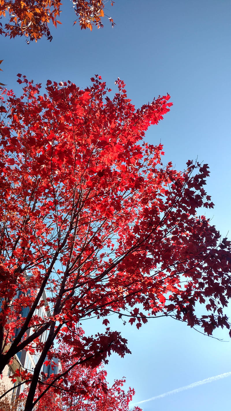 800x1422 Red fall colorz, bhanu, colors, georgia, usa, HD phone wallpaper
