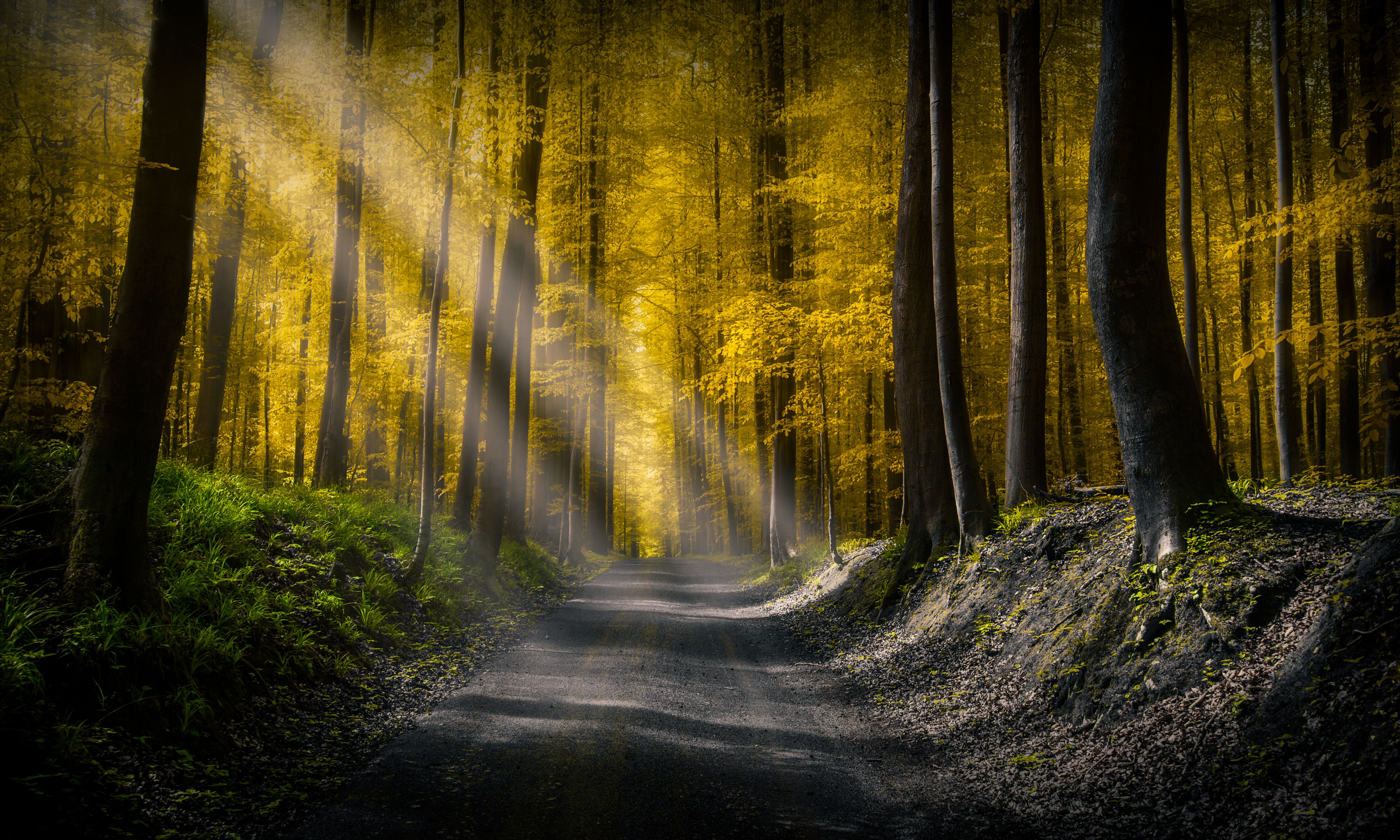 6144x3688 Sun rays Wallpaper 4K, Dirt road, Autumn Forest, Foliage