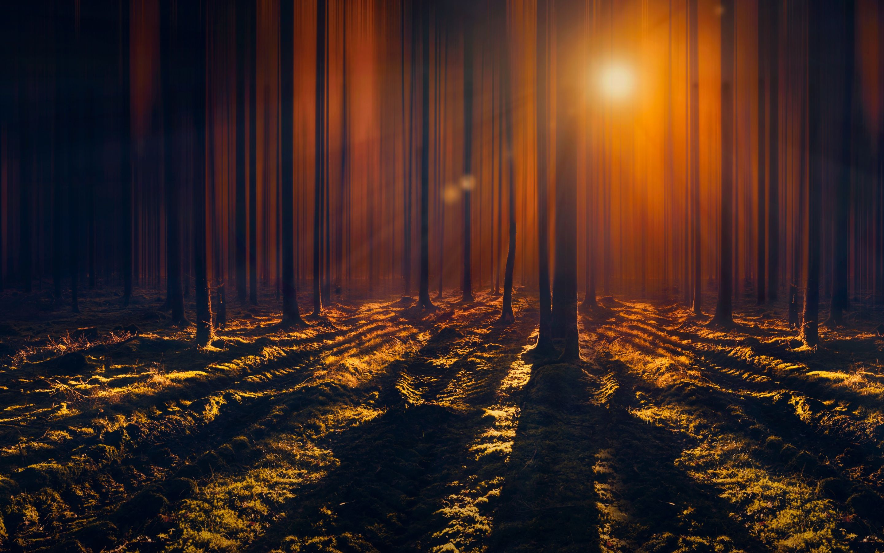 2880x1800 Sun rays Wallpaper 4K, Woods, Tall Trees, Shadow