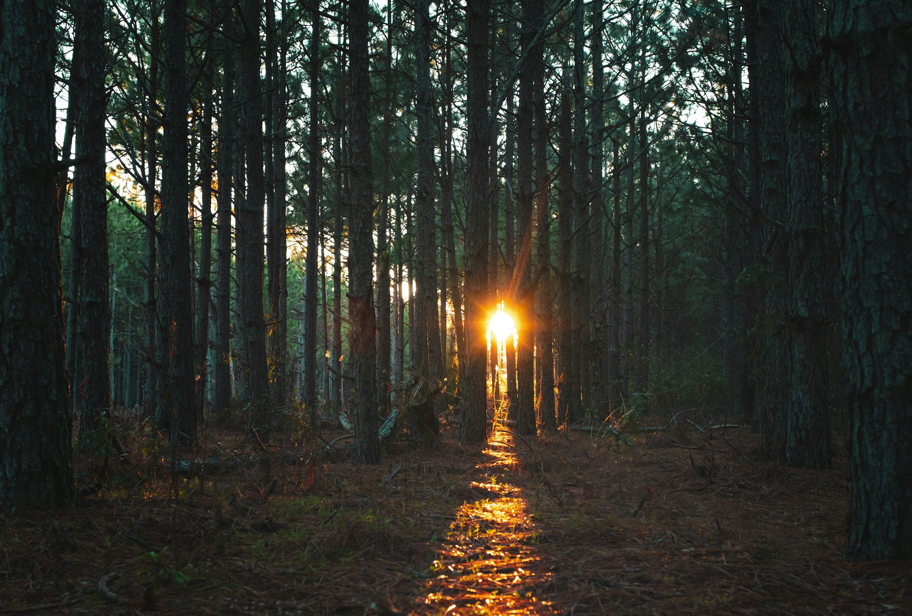 3000x2027 Sun rays coming through trees photo