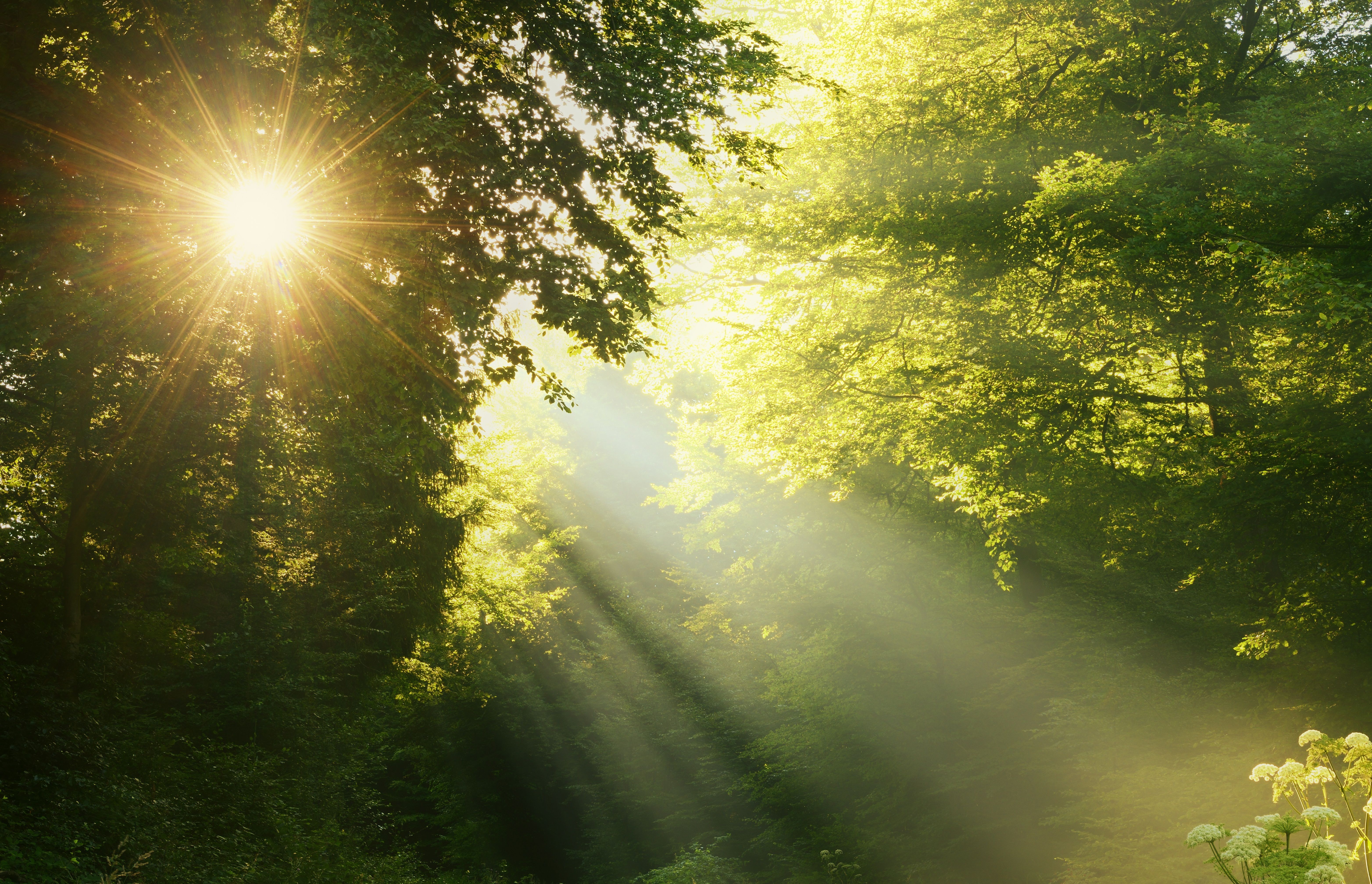6256x4033 Wallpaper Sun Rays Coming Through Green Trees, Background Free Image