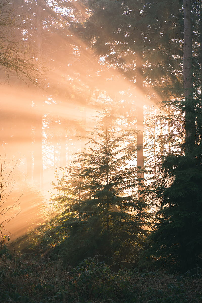 800x1199 Forest, pine, sun, rays, light, nature, HD phone wallpaper