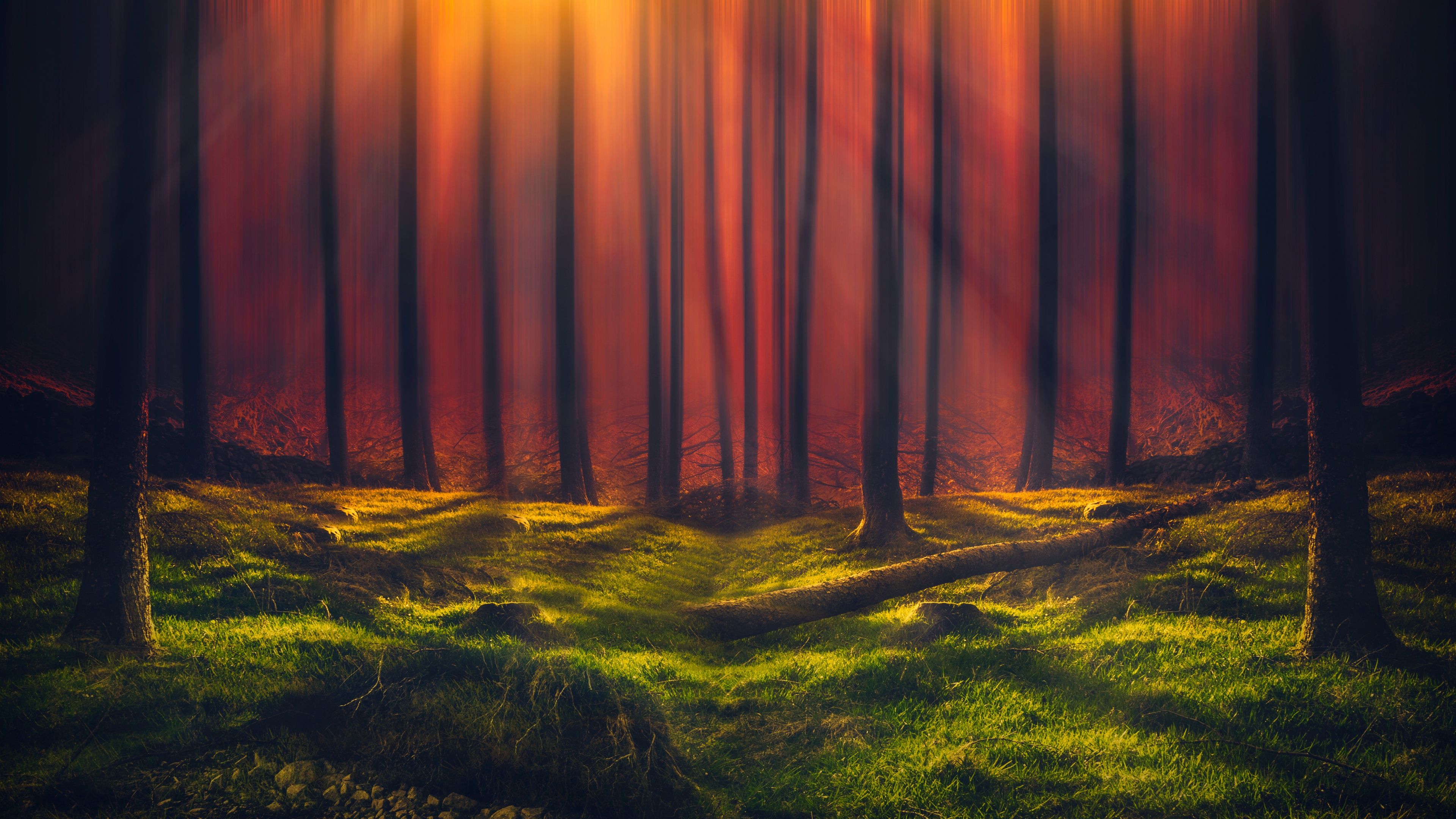 3840x2160 Sun rays Wallpaper 4K, Forest, Grass, Woods, Tall Trees