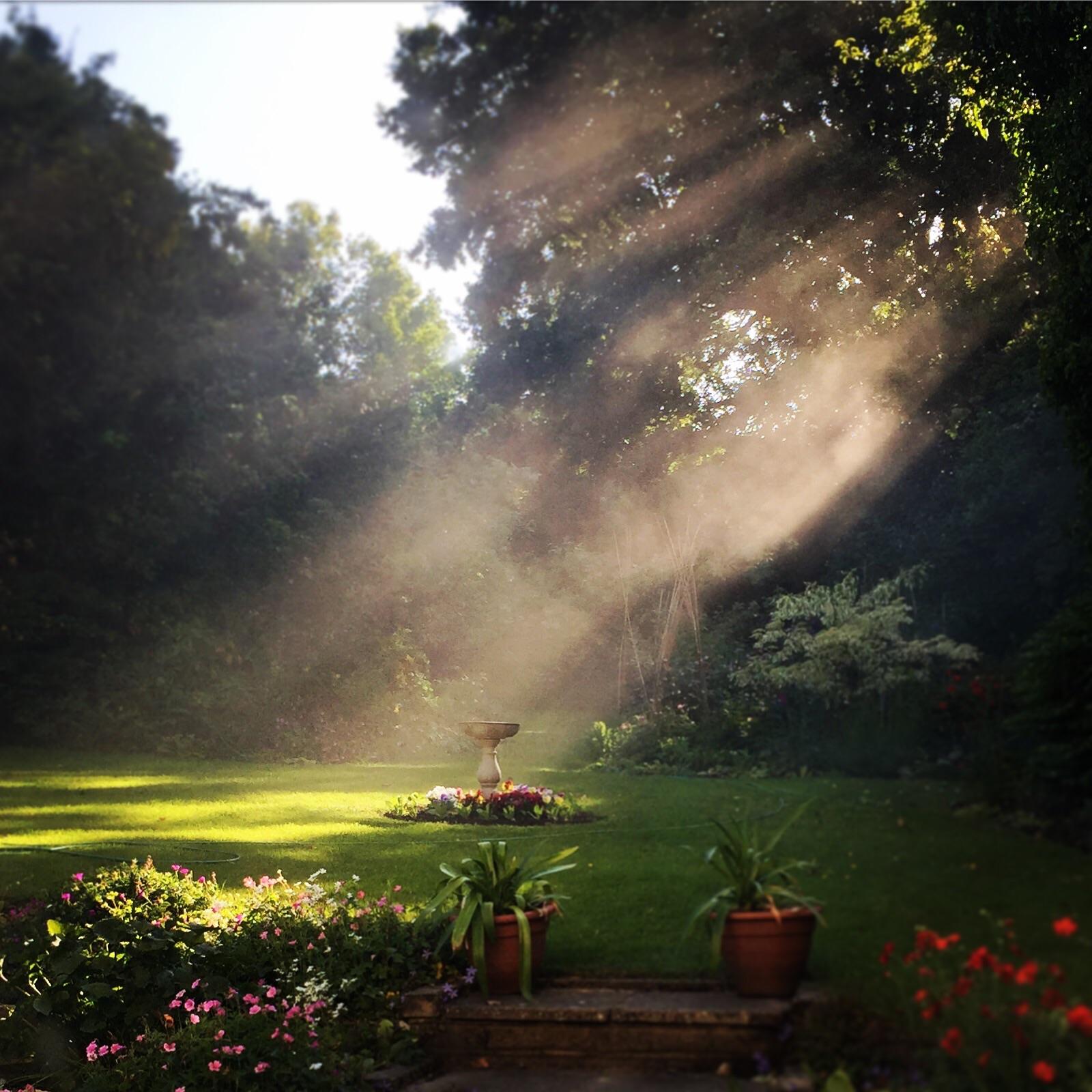 1600x1600 ITAP of volumetric God rays penetrating my garden