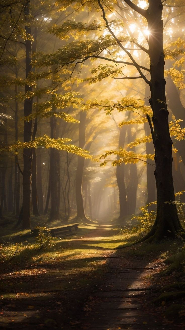 736x1308 free wallpaper 4K trees, forest, sun rays, shadows, autumn for mobile and desktop