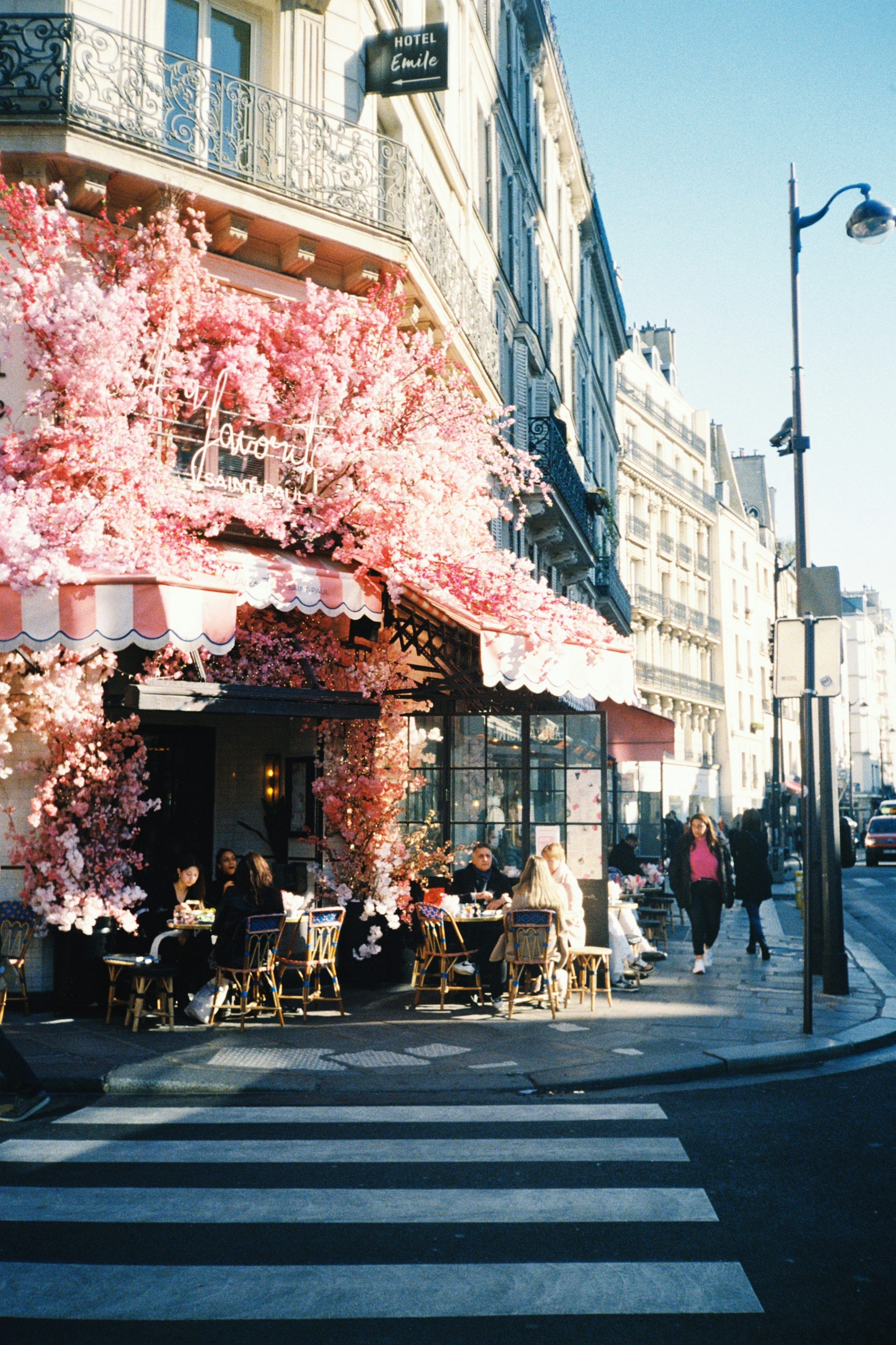 3000x4501 A street corner with people sitting at tables under a pink tree photo