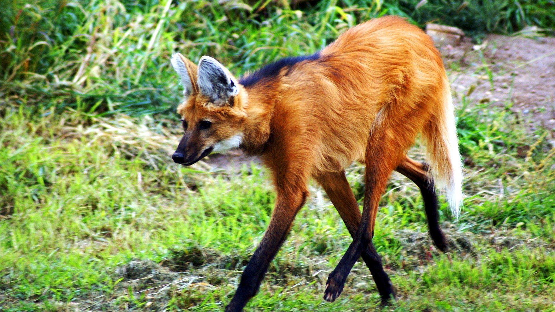 1920x1080 Maned Wolf Majesty (HD)