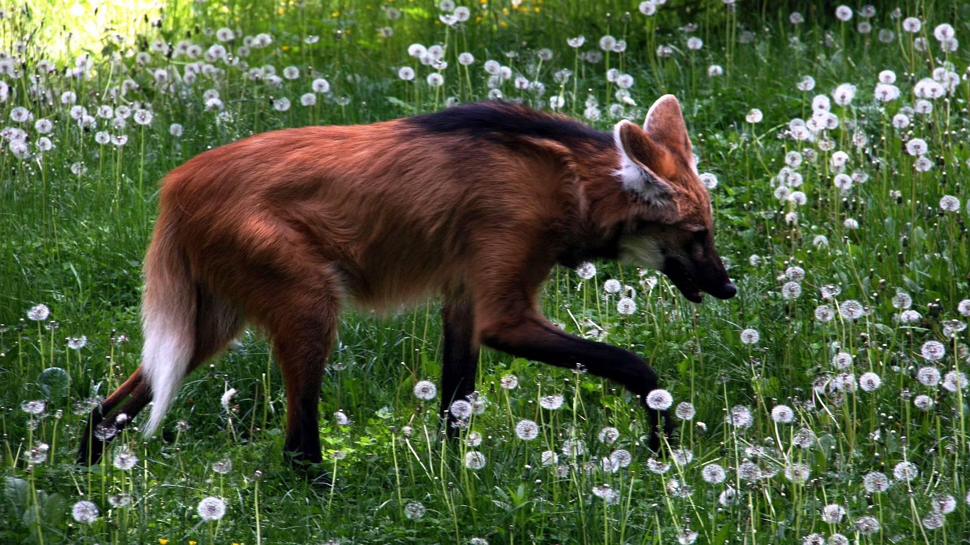 1950x1097 Download Animal Maned Wolf HD Wallpaperx1097